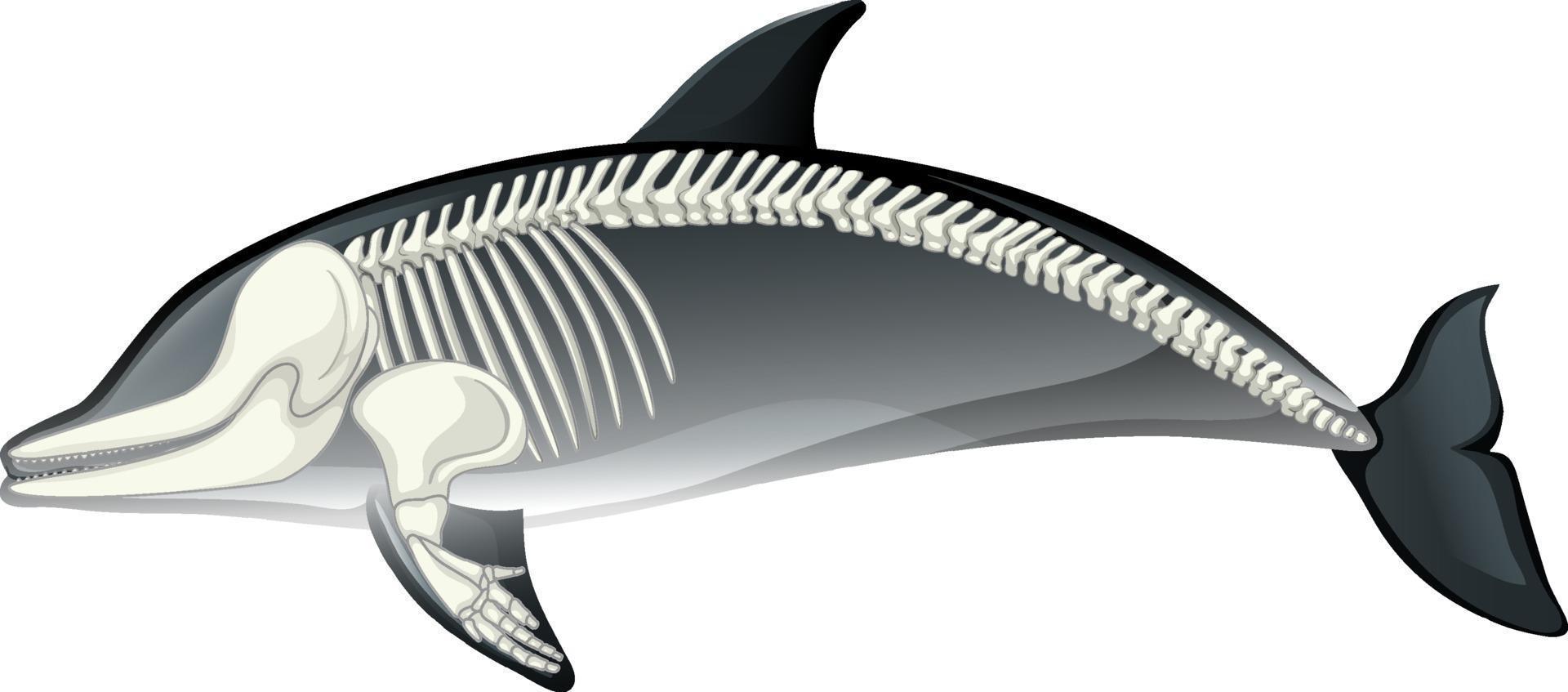 Anatomía del esqueleto del delfín aislado sobre fondo blanco. vector