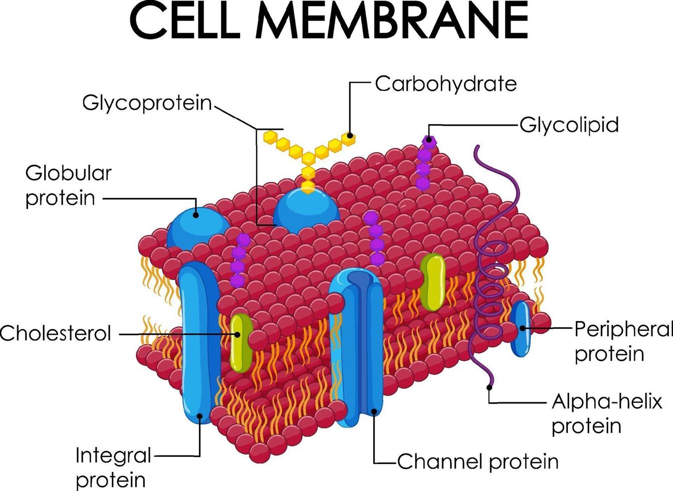 estructura de la membrana celular humana vector