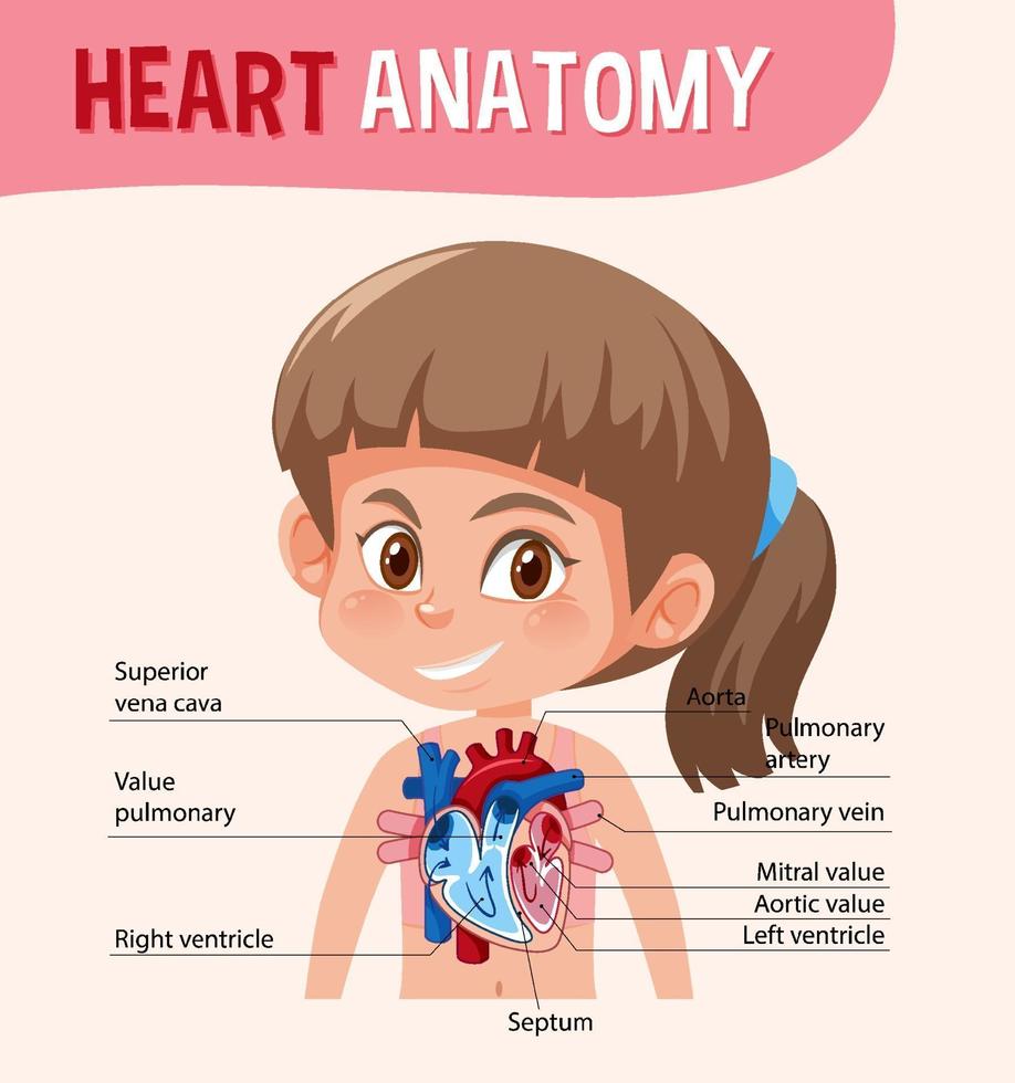 Information poster of human heart diagram vector