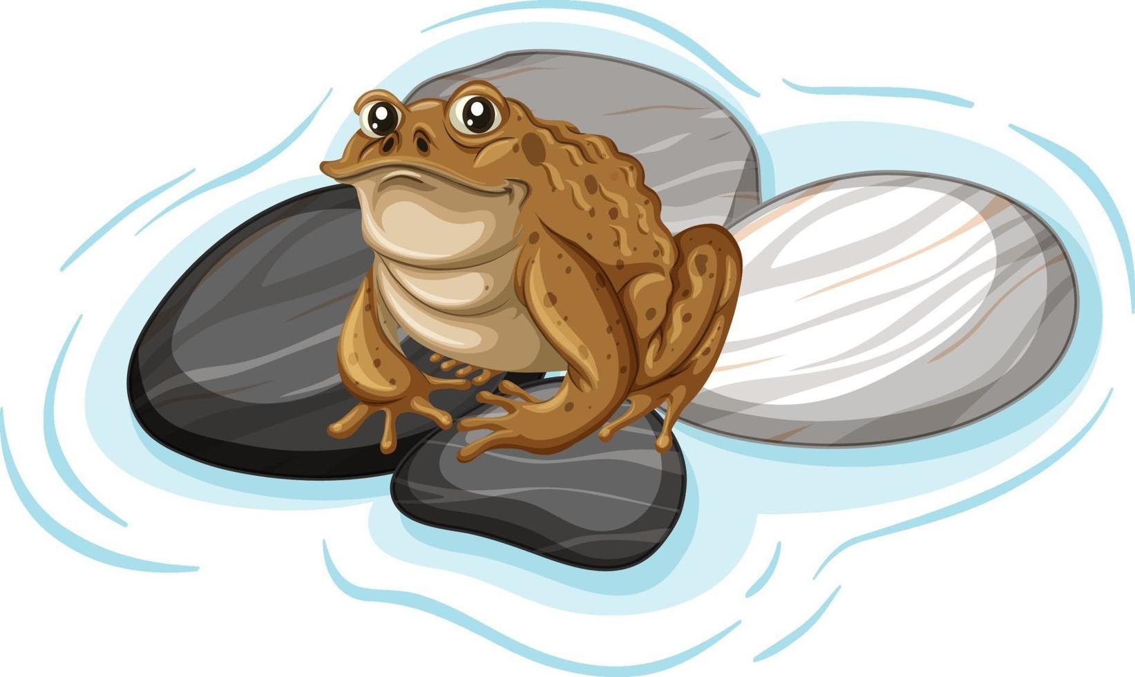 Close up of a toad on stones leaf isolated vector
