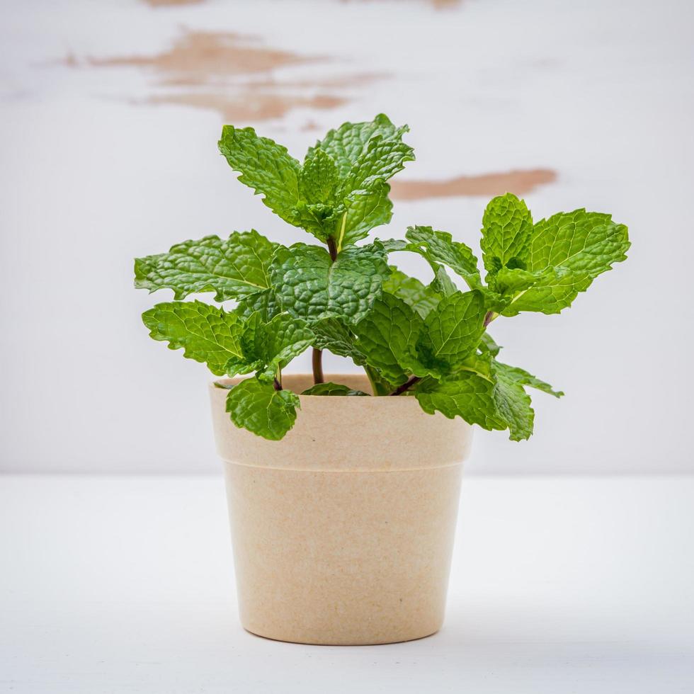 Mint plant in pot 2093903 Stock Photo at Vecteezy