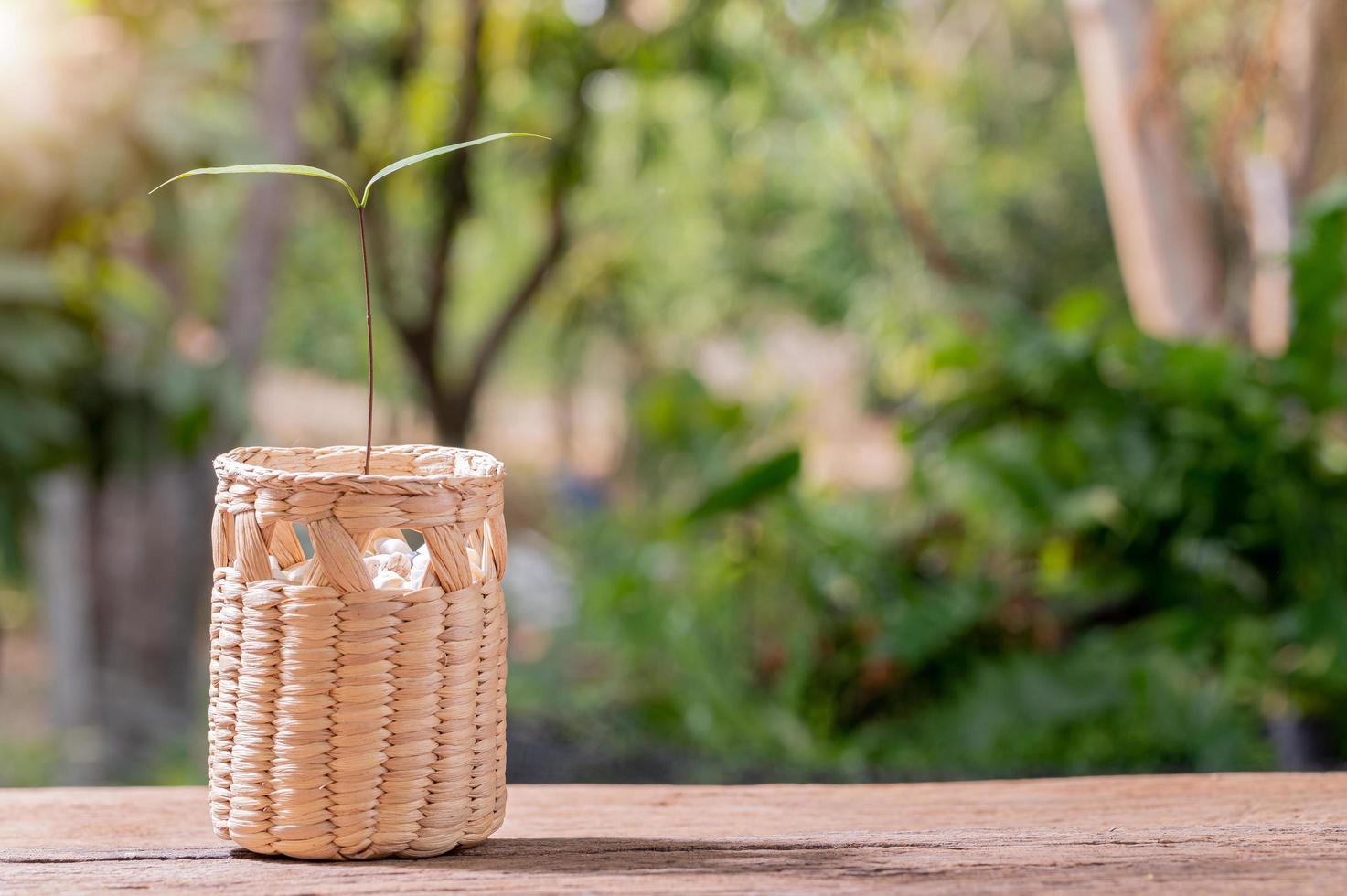 plantar árboles en macetas, concepto de plantas de amor, amar el medio ambiente foto