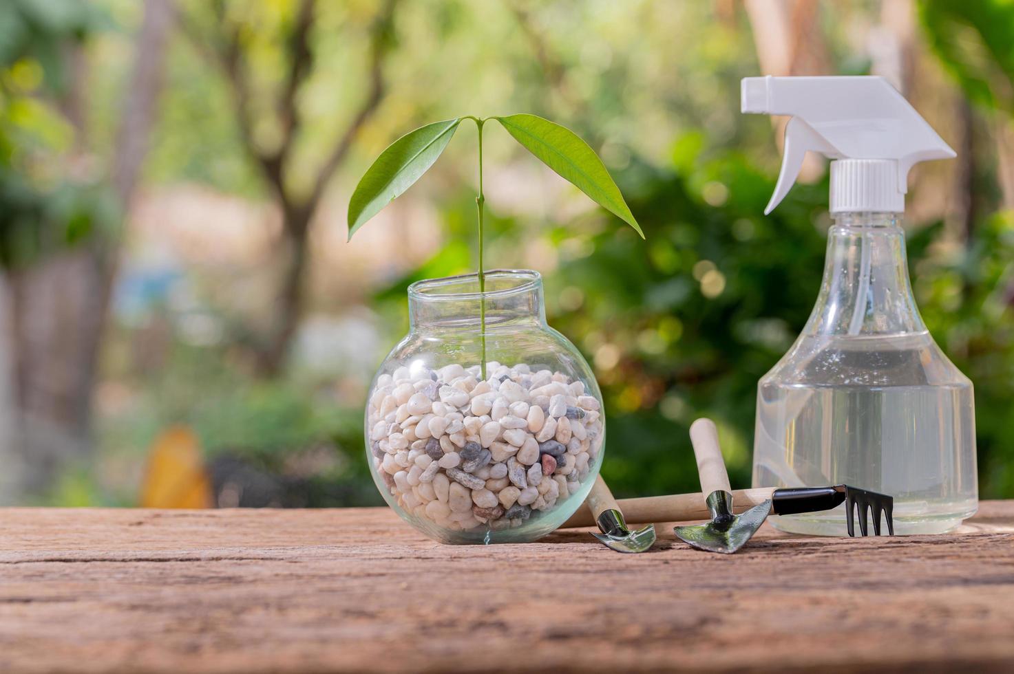 Planting trees in pots, concept of love plants, love the environment photo