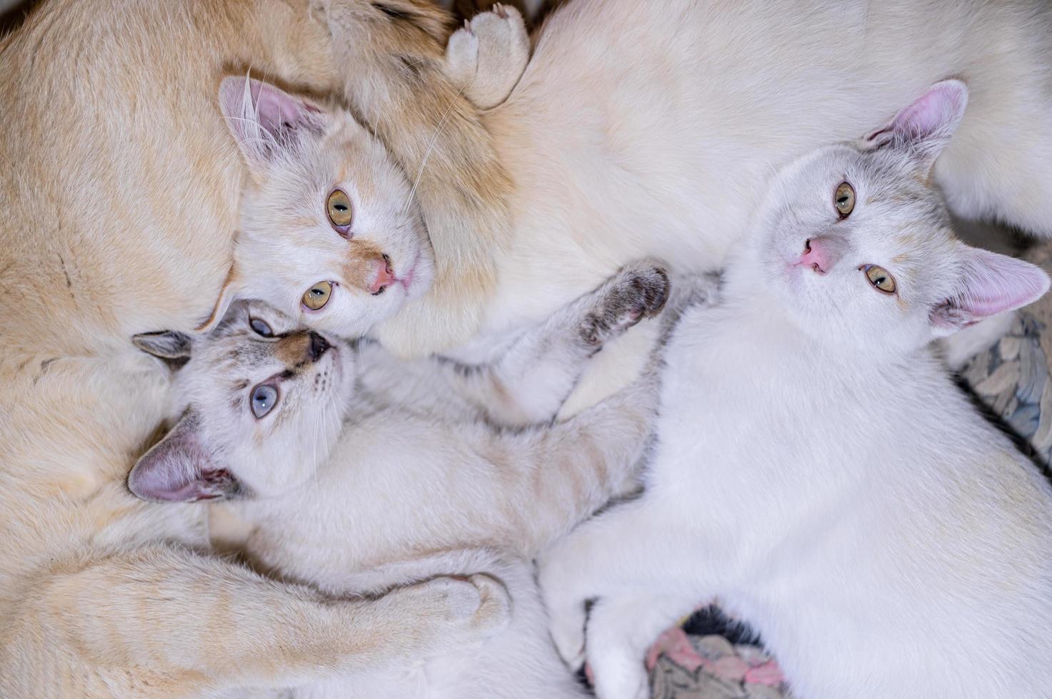 Three kittens lying on the floor photo
