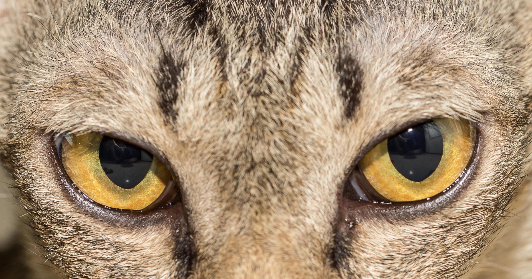 animal de ojo de gato foto