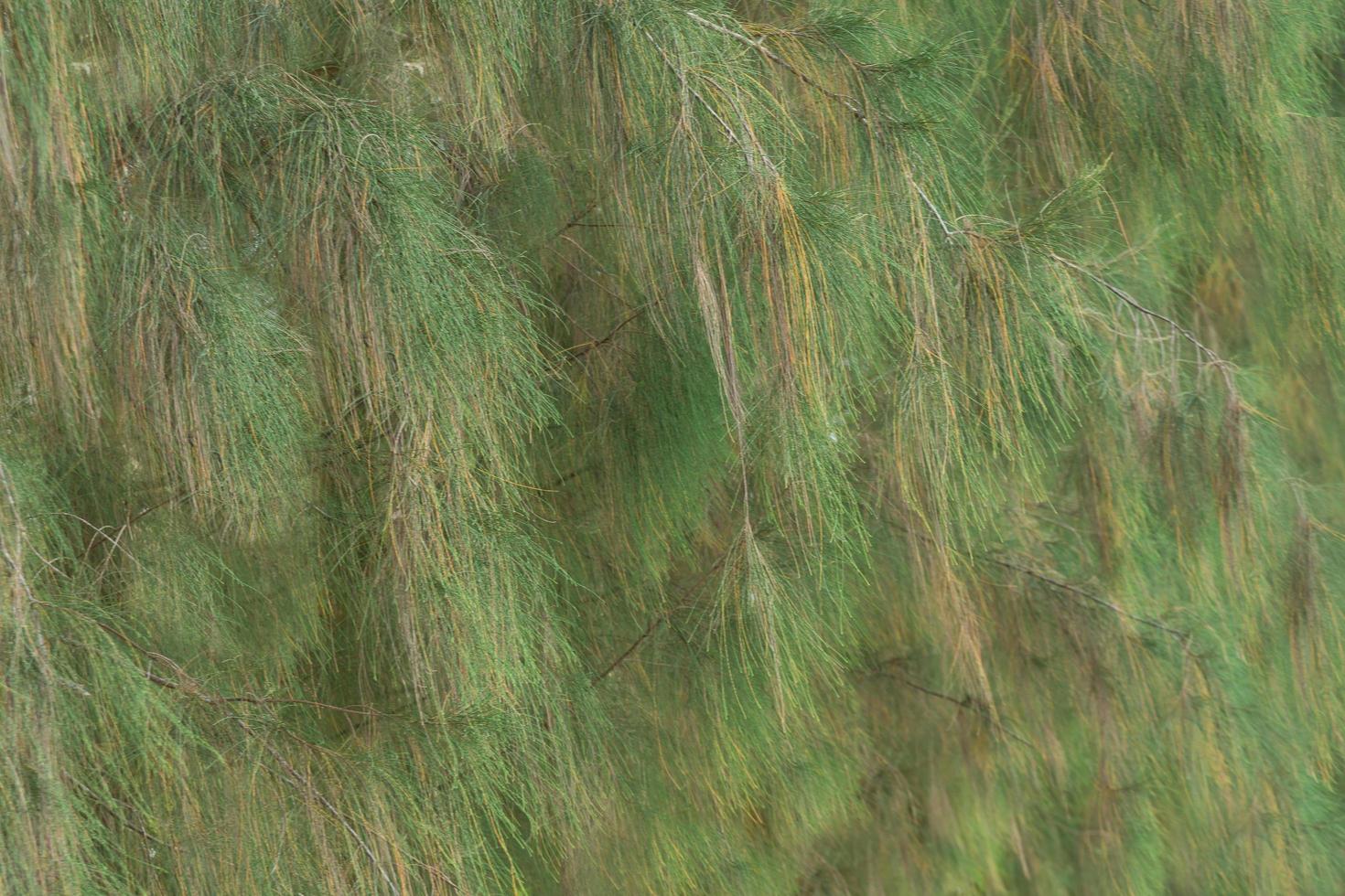 Leaf pine tree photo
