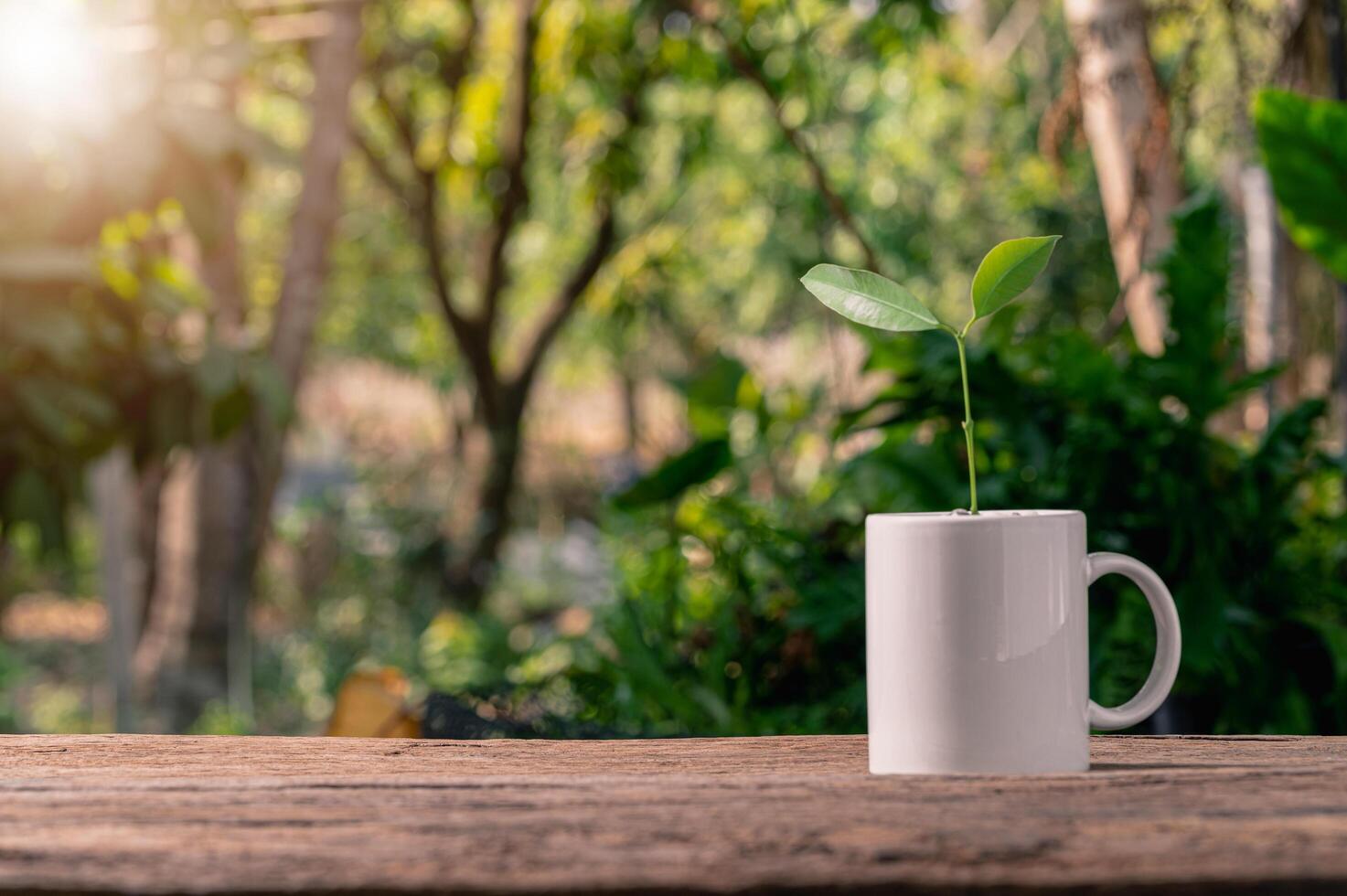 Planting trees in pots, concept of love plants, love the environment photo