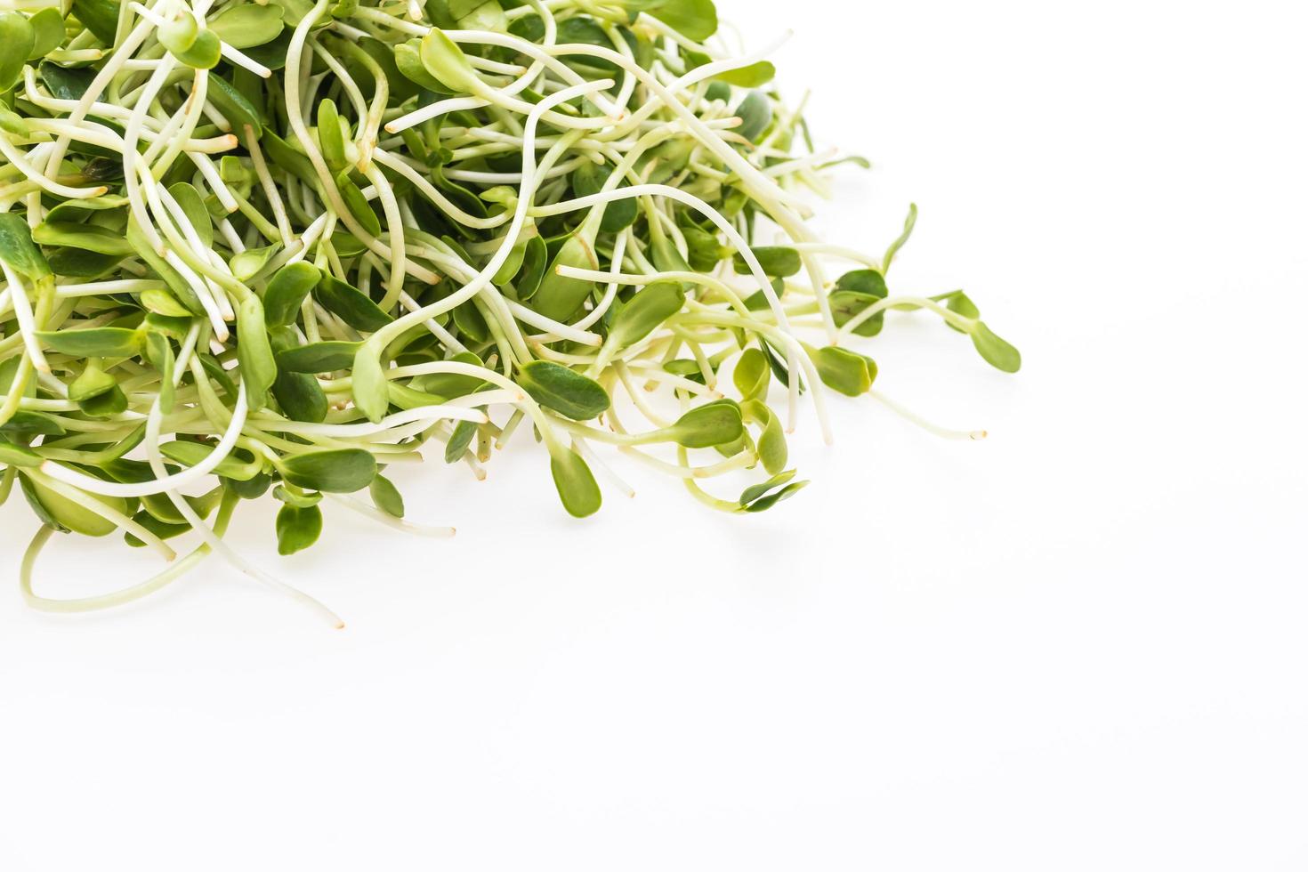 Young sunflower sprouts on white background photo