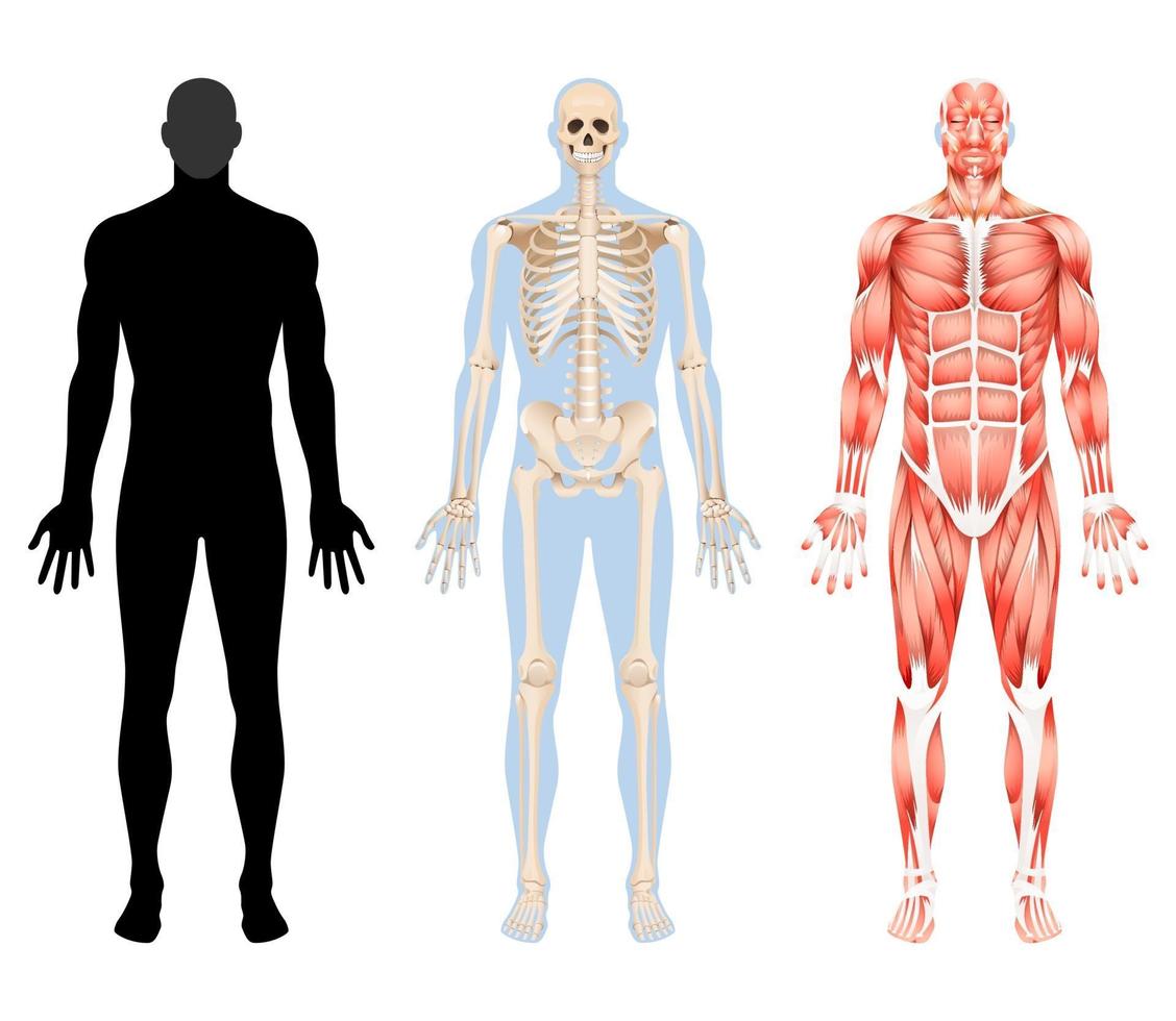 esqueleto del cuerpo humano y ilustraciones vectoriales del sistema muscular. vector