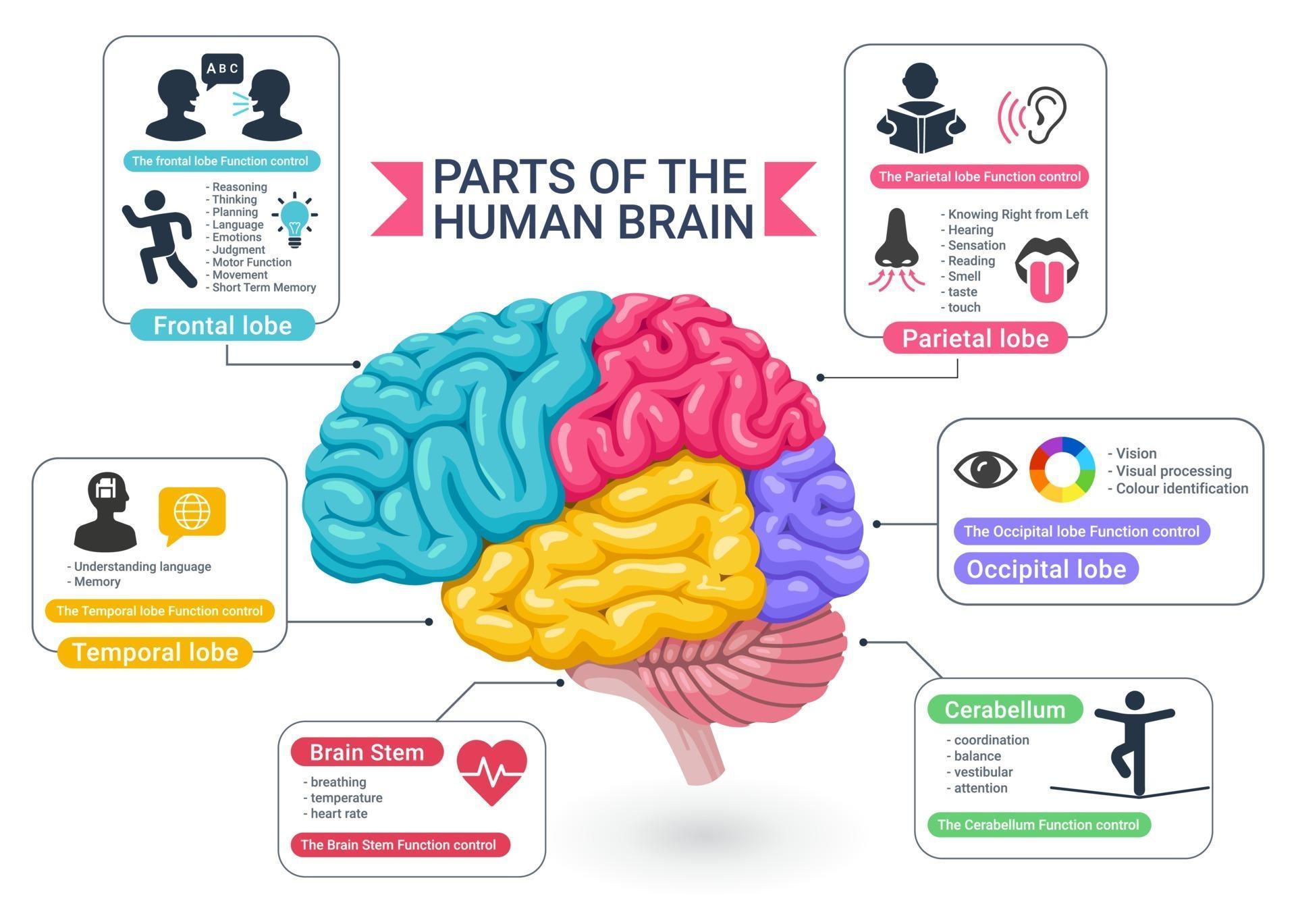 Functional Areas Of The Human Brain Diagram Vector Illustrations