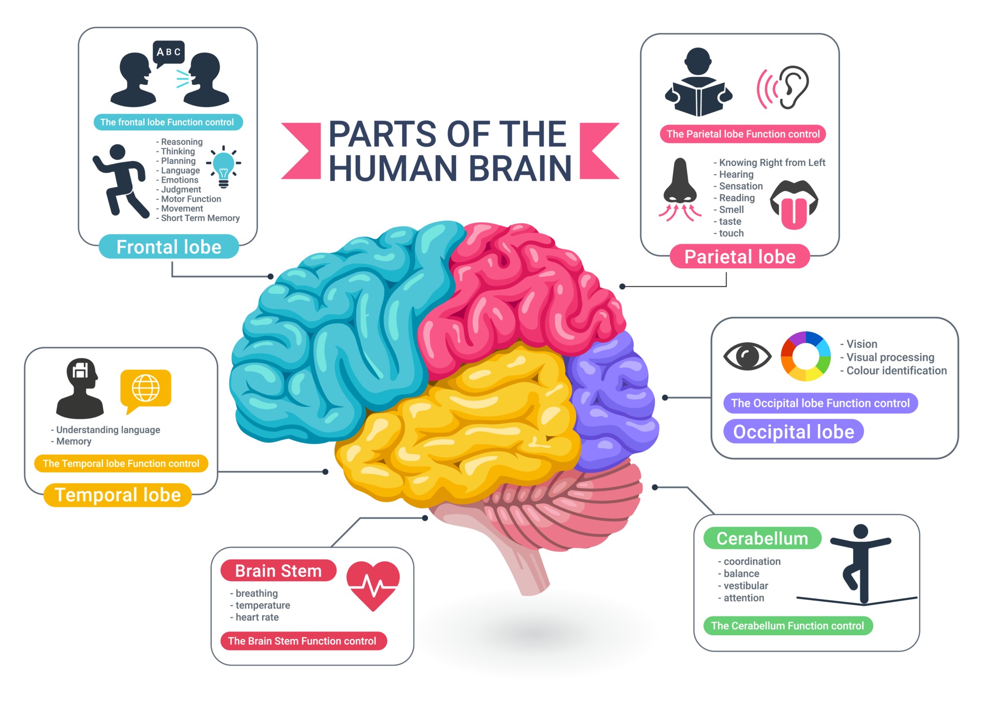 Brain Anatomy And Functional Areas