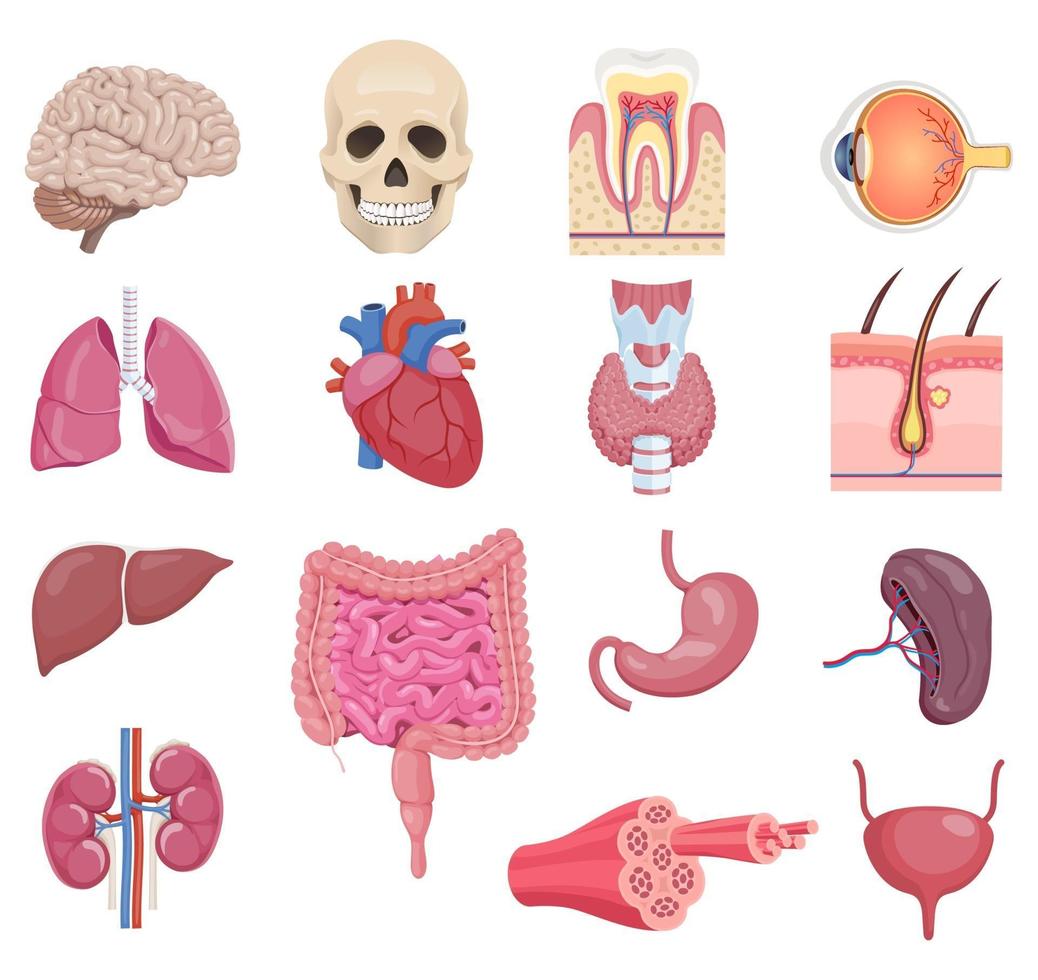 Conjunto de iconos de órganos internos de anatomía humana. ilustraciones vectoriales. vector