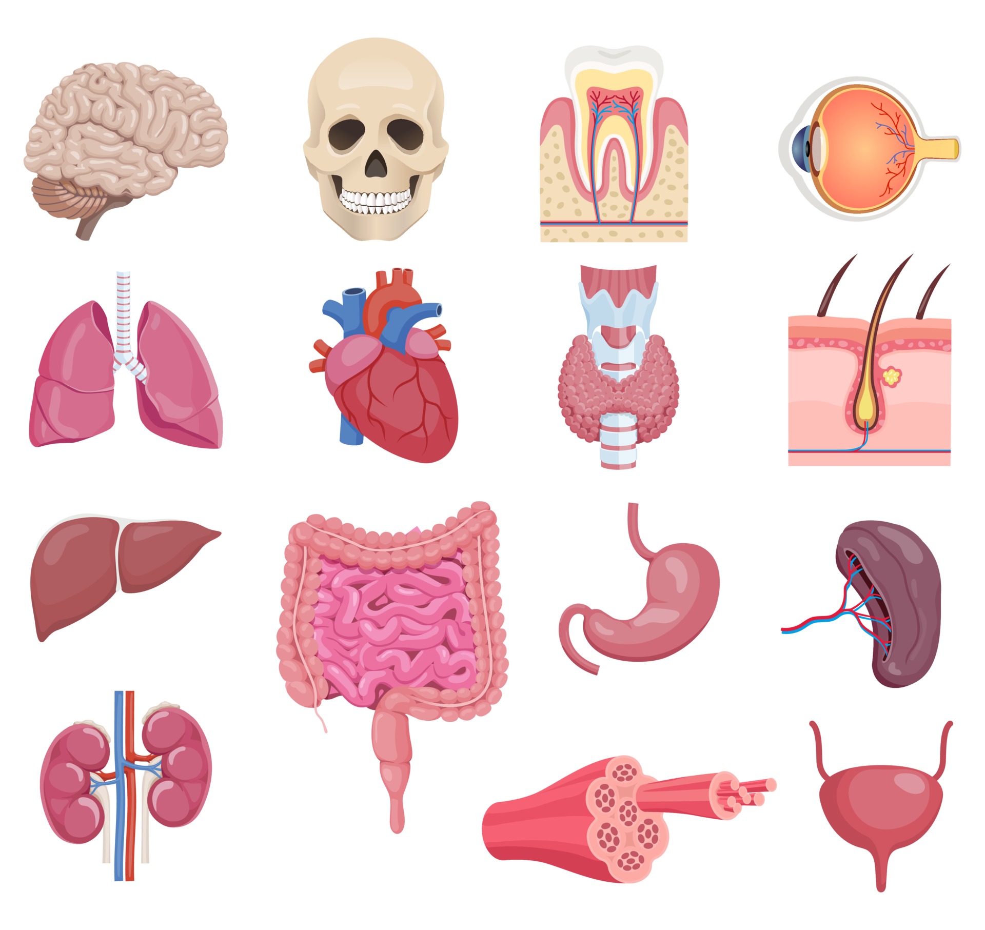 Отдельные органы человека. Органы человека. Внутренние органы вектор. Органы человека иконки. Человеческие органы по отдельности.