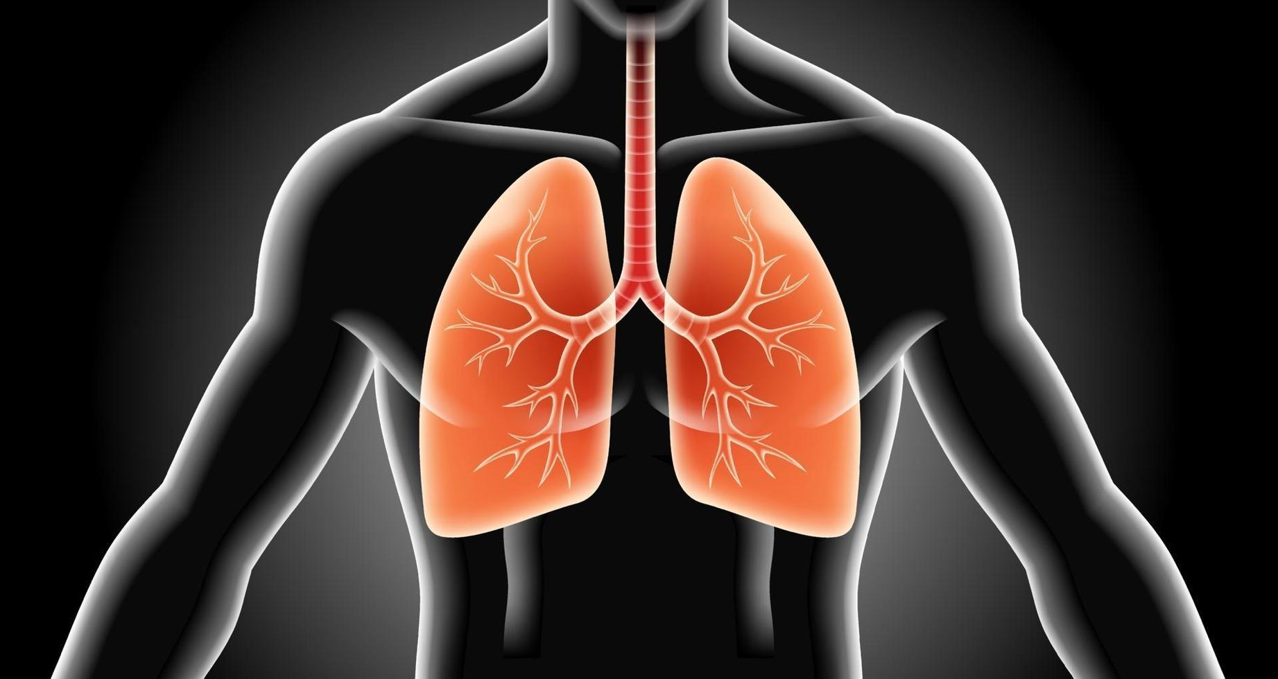 Lung x-ray vector illustrations.