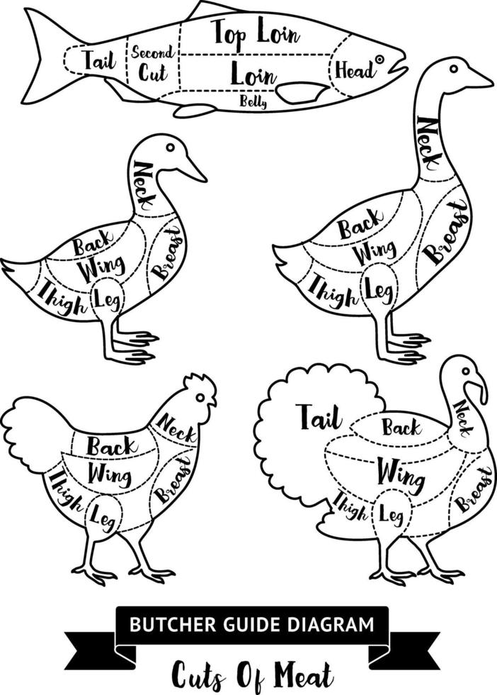 Butcher guide cuts of meat diagram. Vector illustrations.