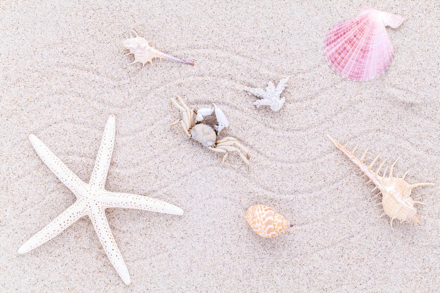 Shells in sand photo