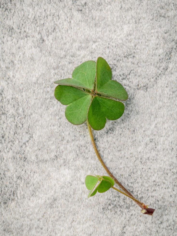 Clover on concrete photo