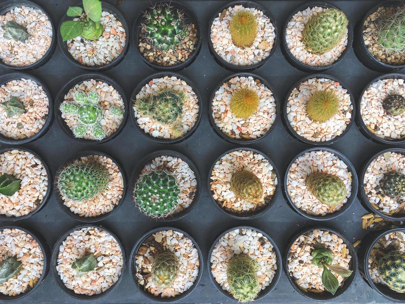 Vista superior de las plantas de cactus que crecen en macetas foto