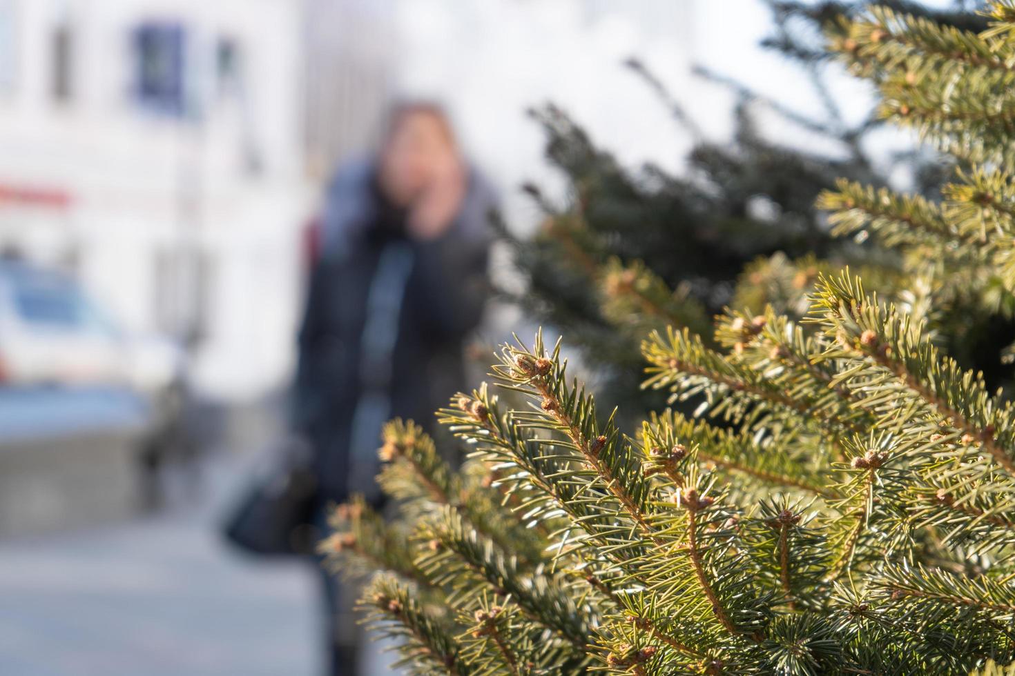 Branches of a spruce tree with a blurred city background in Vladivostok, Russia photo