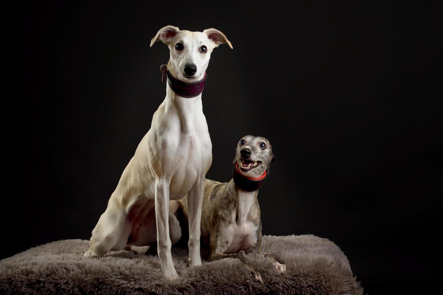 A dog portrait of a two whippet dogs on black background photo