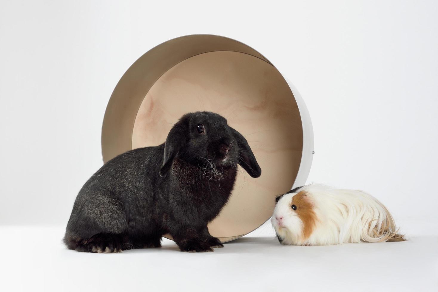 Little dwarf rabbit with guinea pig isolated on white photo