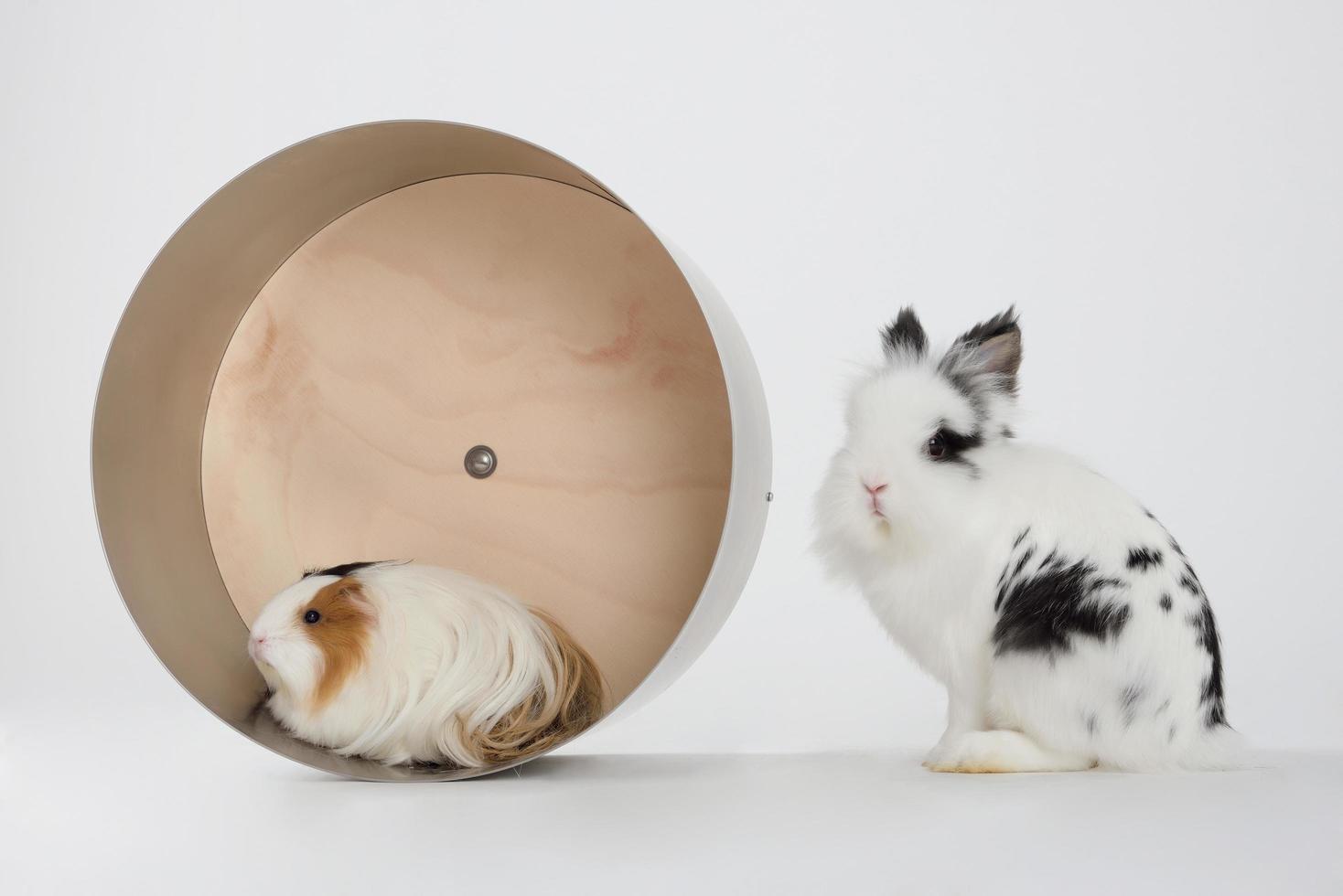 Little dwarf rabbit with guinea pig isolated on white photo