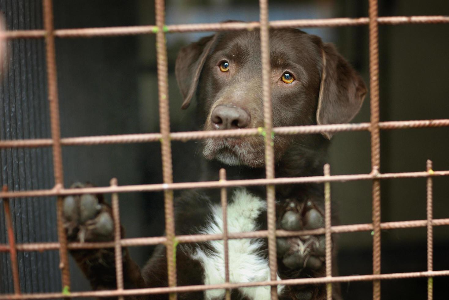 Chocolate lab dog at a shelter photo