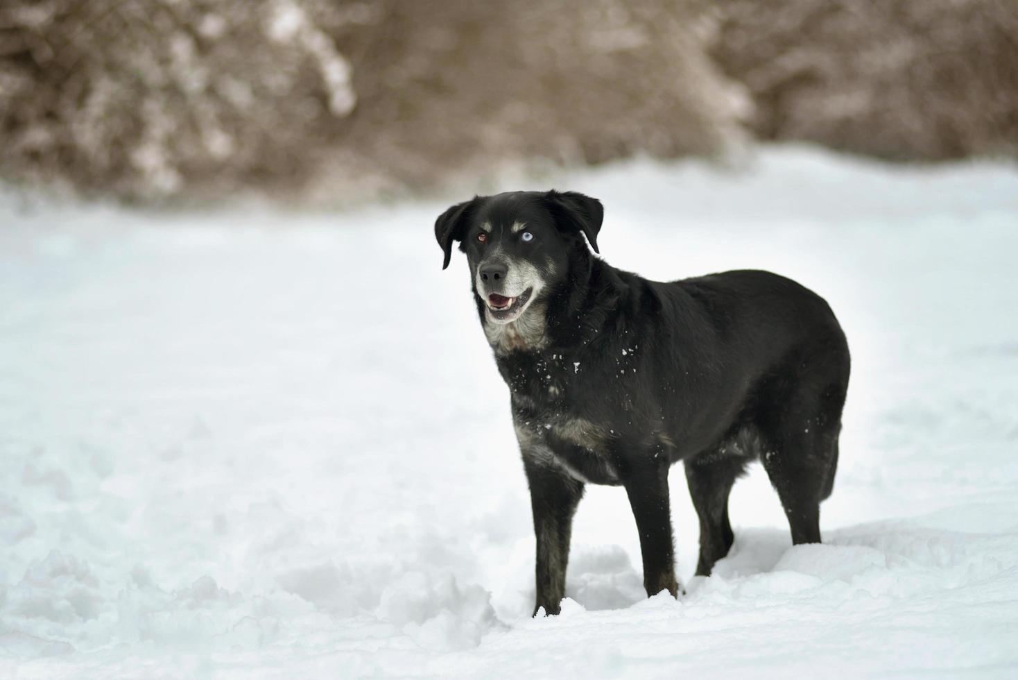 Portrait of cute black labrador dog in white fresh snow photo