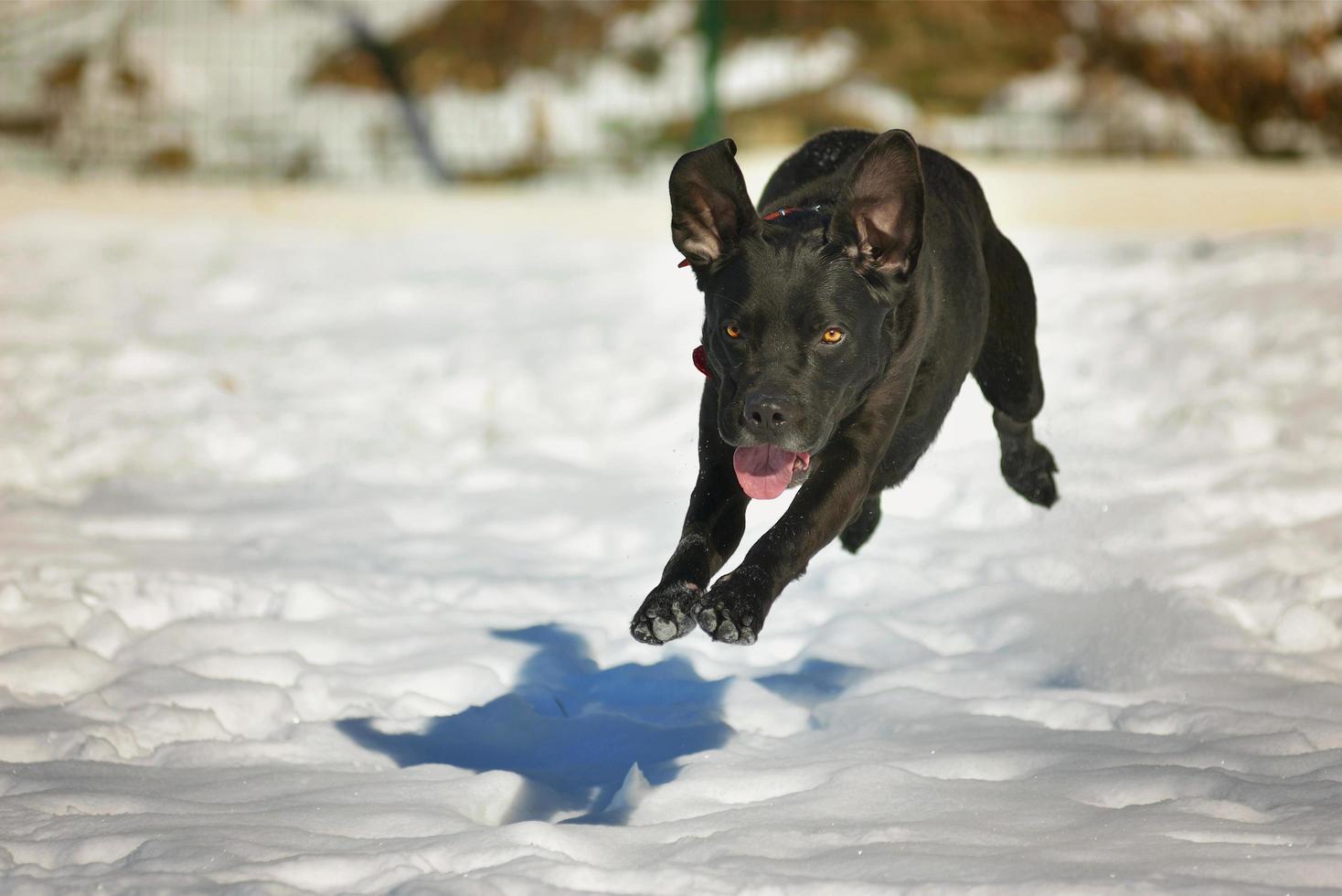 Black happy dog running in the snow photo