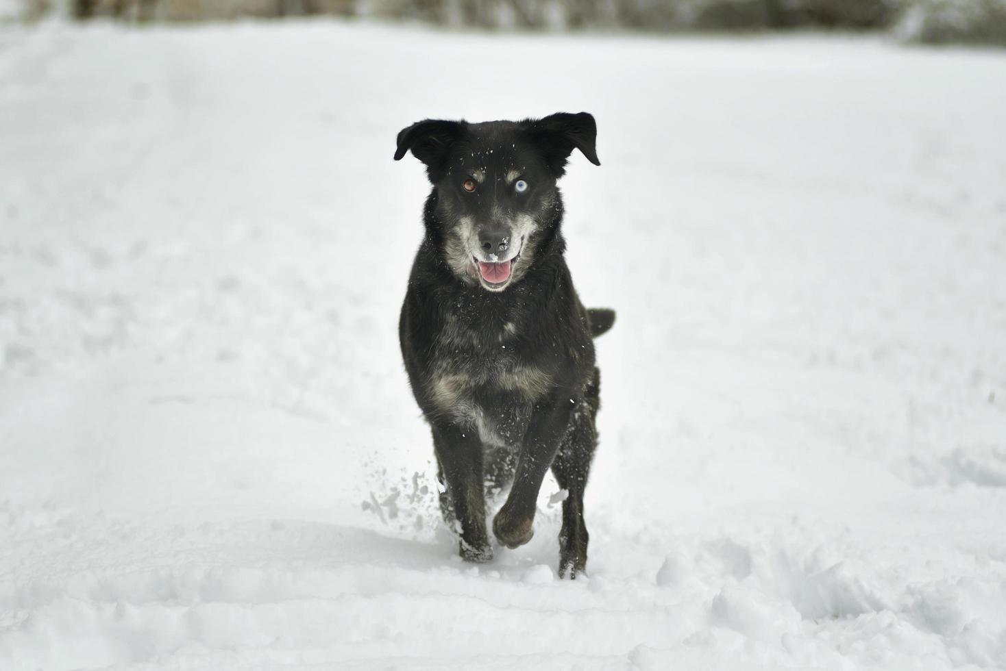 Black happy dog running in the snow photo