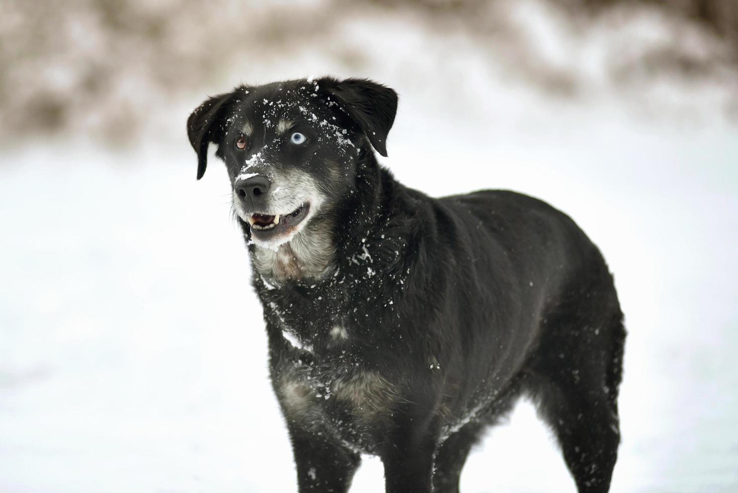 Portrait of cute black labrador dog in white fresh snow photo