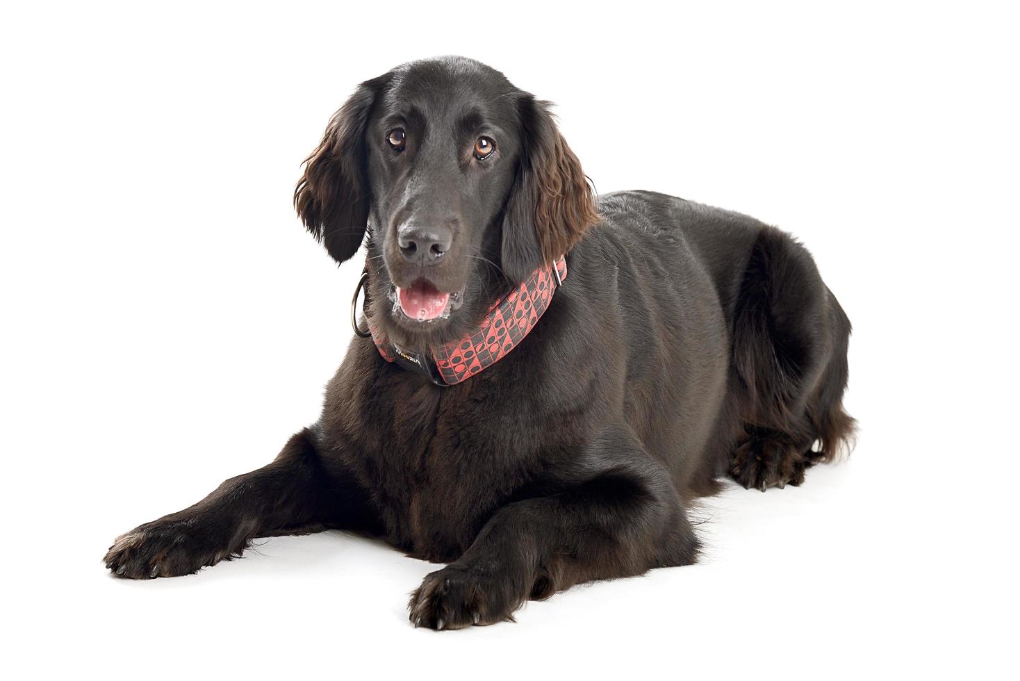 Flat-Coated Retriever in front of a white background photo