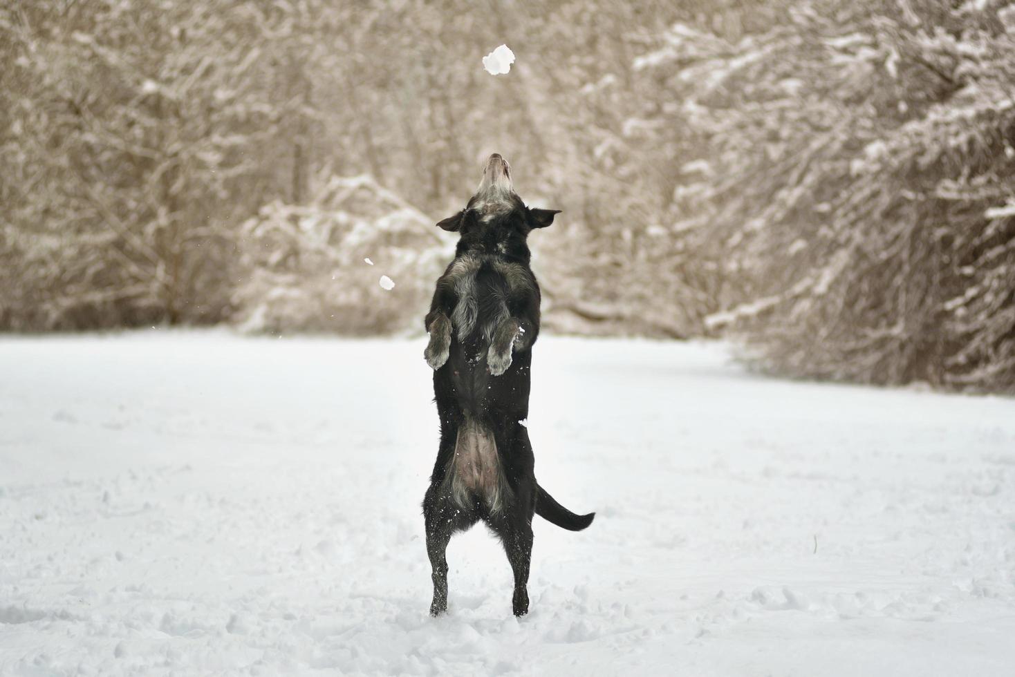 Playing and jumping black labrador dog in winter on snow photo