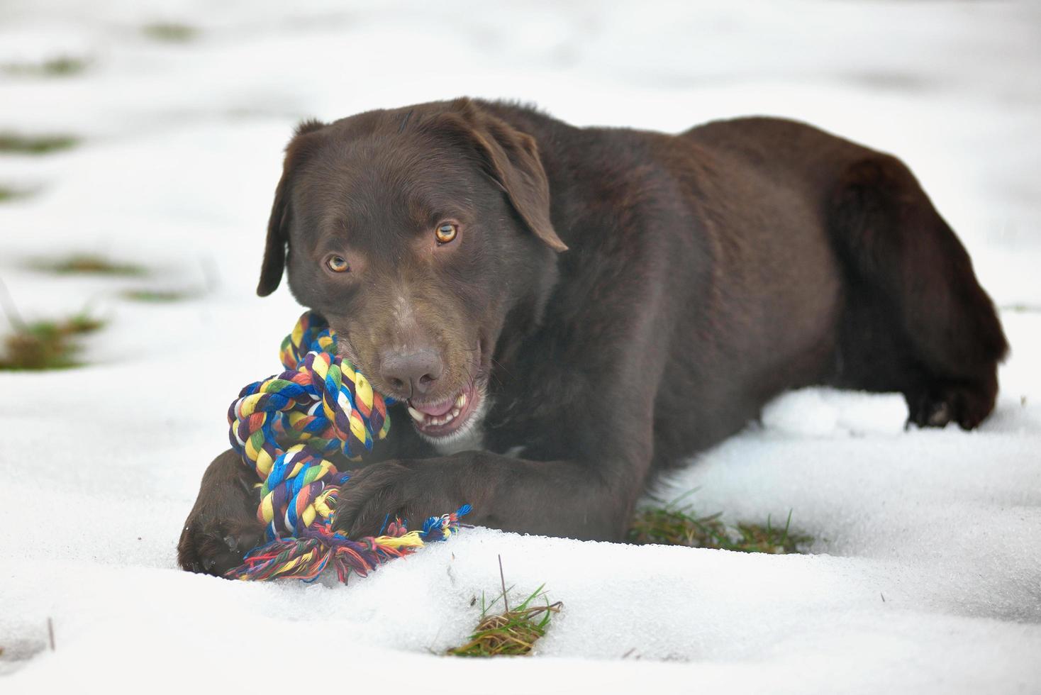 Retrato de lindo labrador chocolate divertido jugando en la nieve. foto
