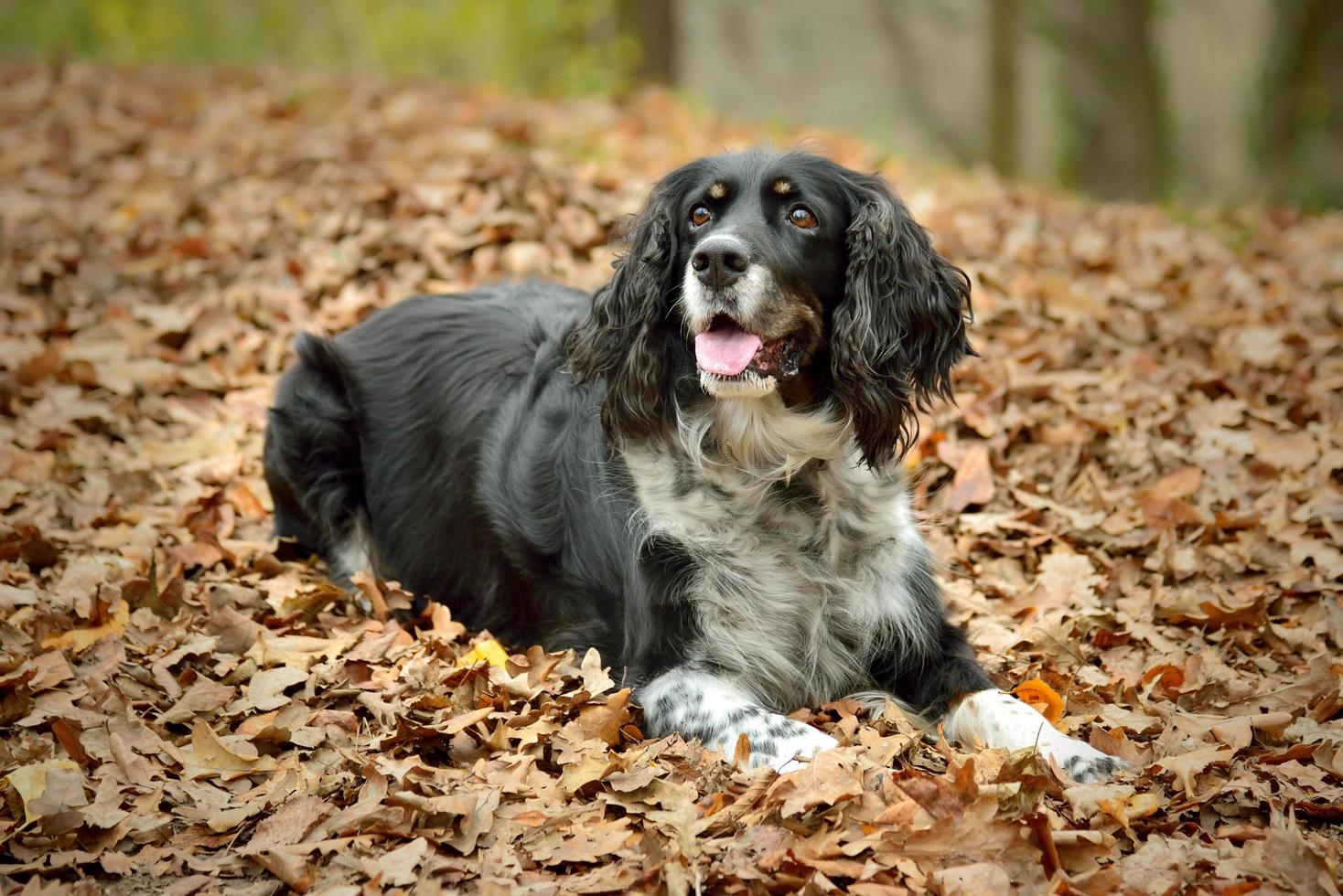 Springer Spaniel inglés acostado en hojas de otoño foto