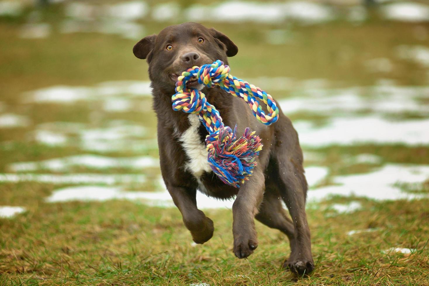 Chocolate labrador playing in the yard with a toy photo