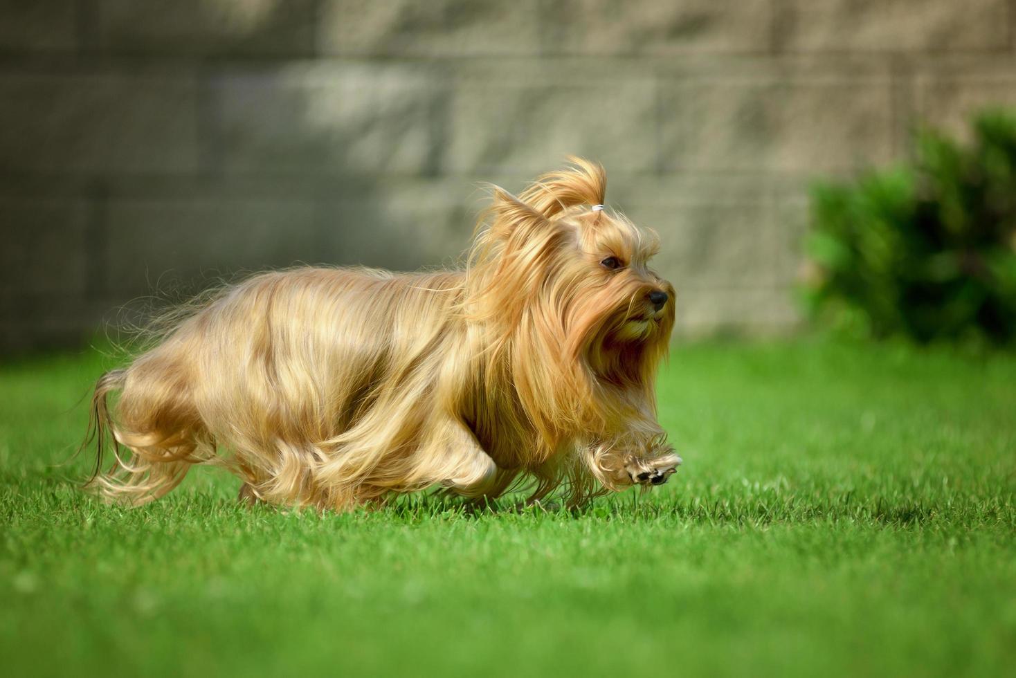 yorkshire terrier, pelo largo, runnin, en, pradera verde, en el estacionamiento foto