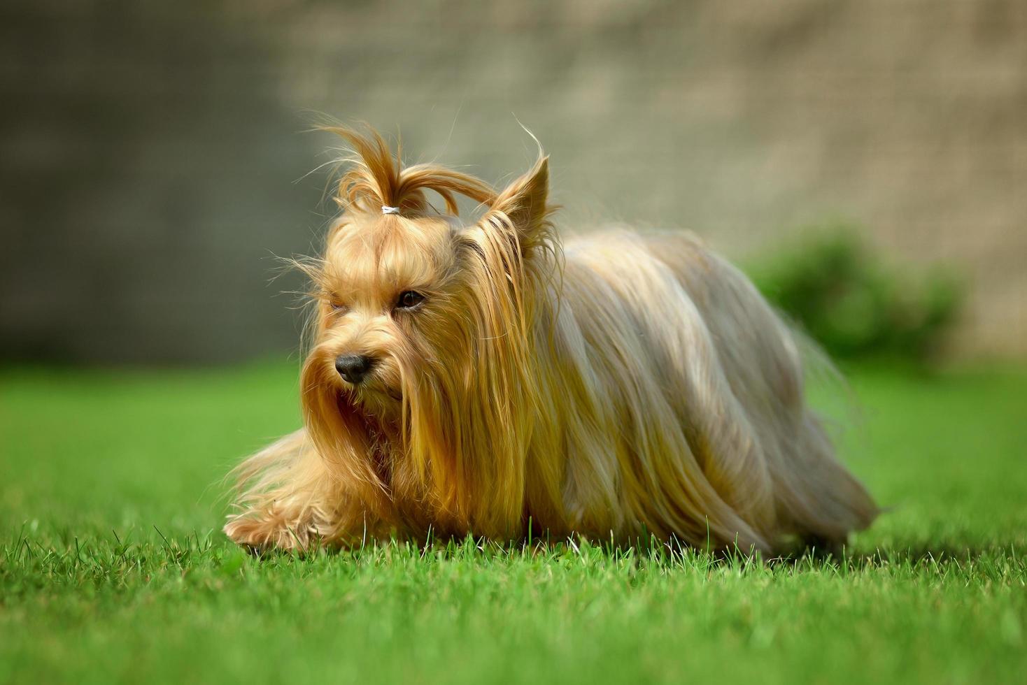 yorkshire terrier, pelo largo, runnin, en, pradera verde, en el estacionamiento foto