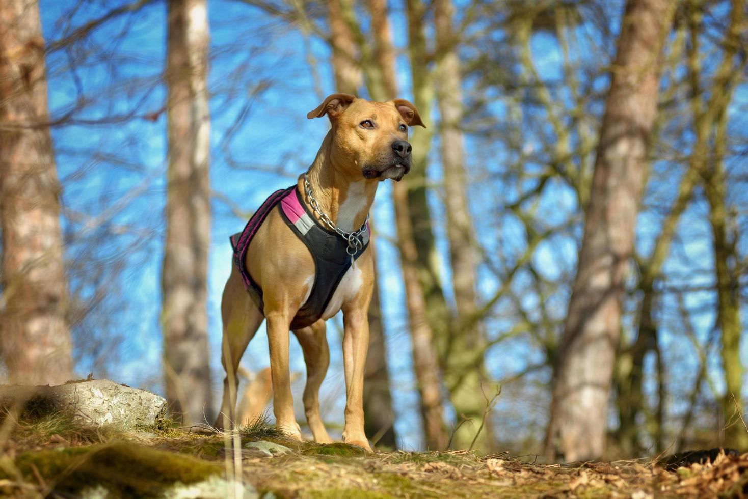 pit bull terrier americano fuera foto