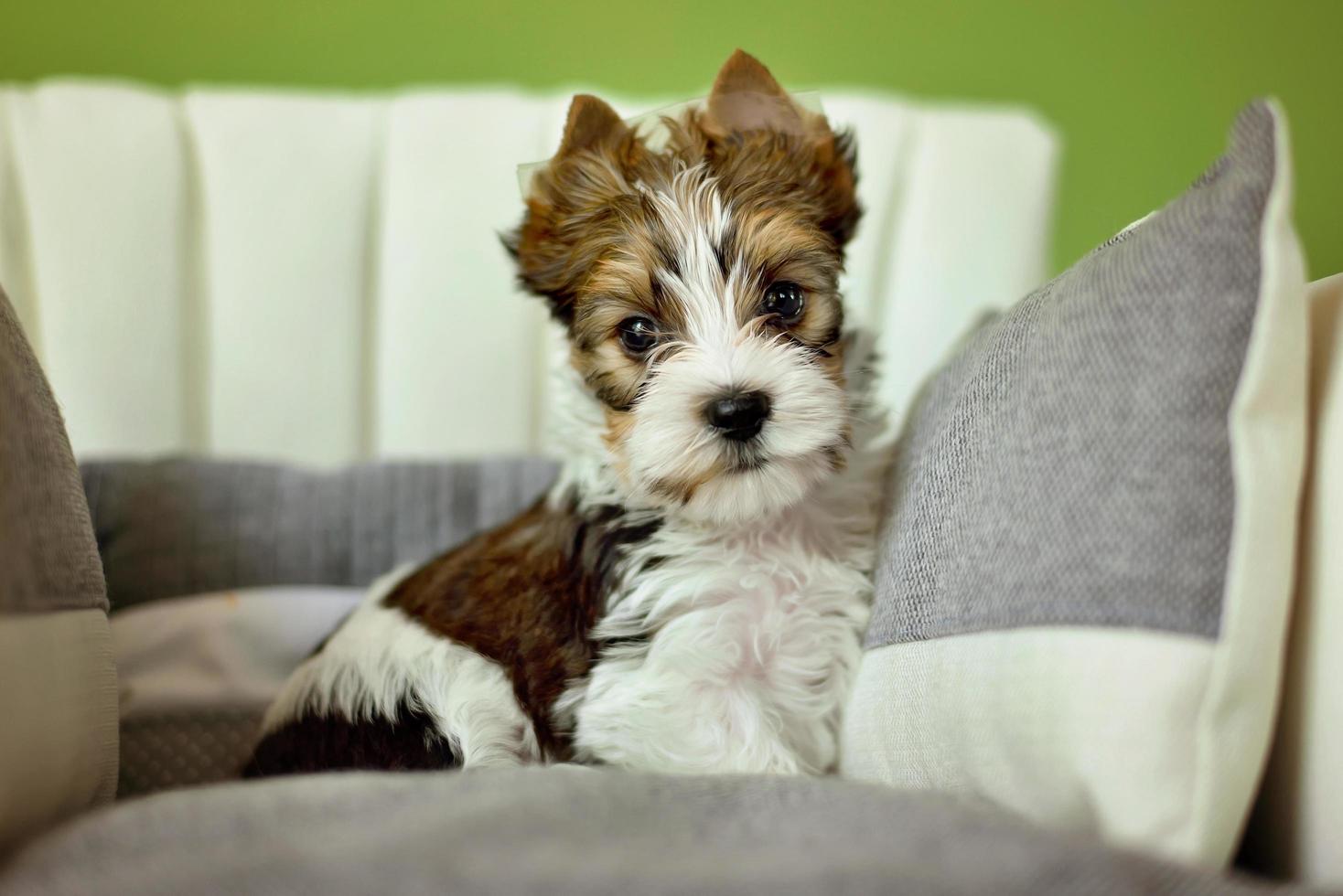 Un perro yorkshire terrier sentado en una silla beige foto