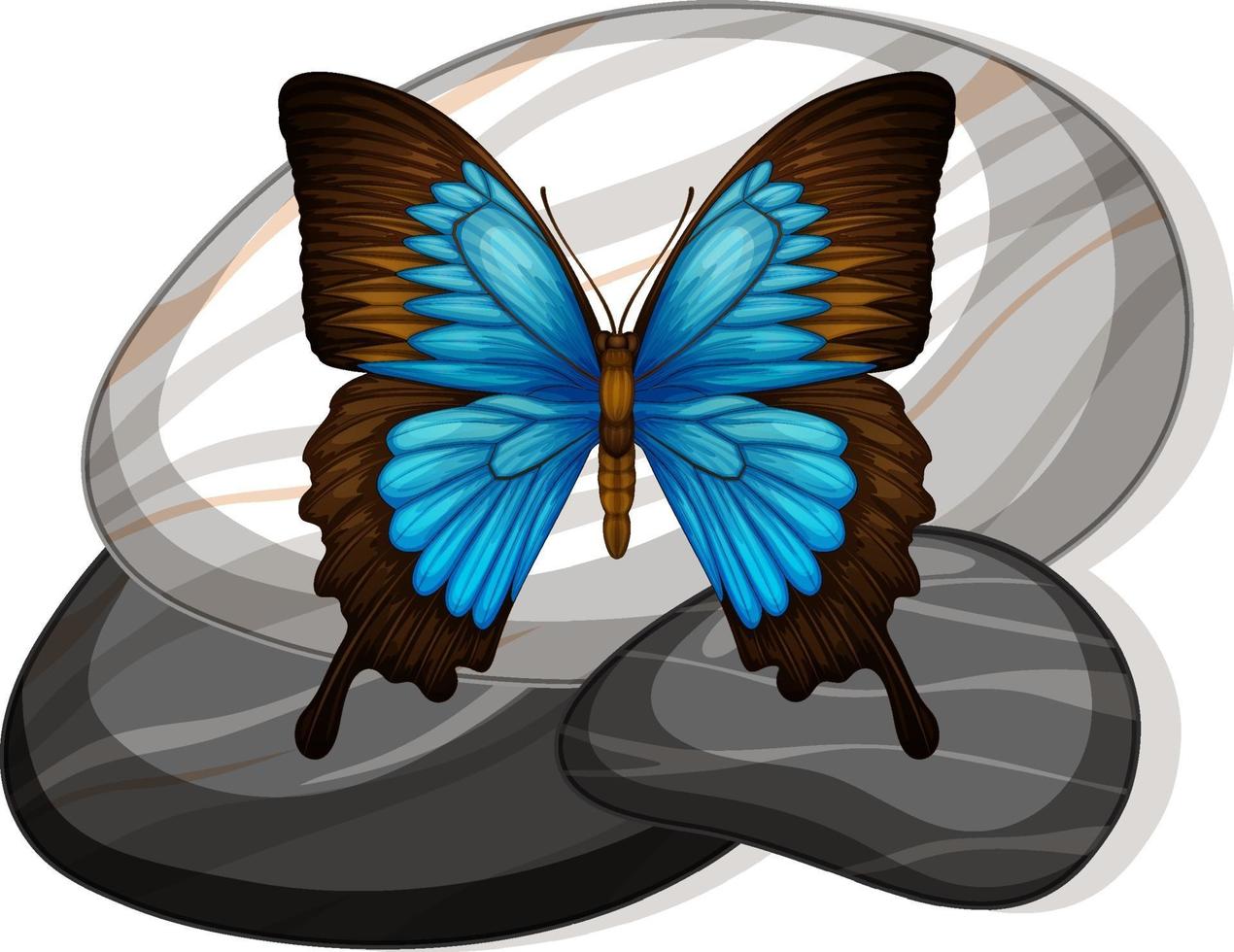 Top view of butterfly on a stone on white background vector