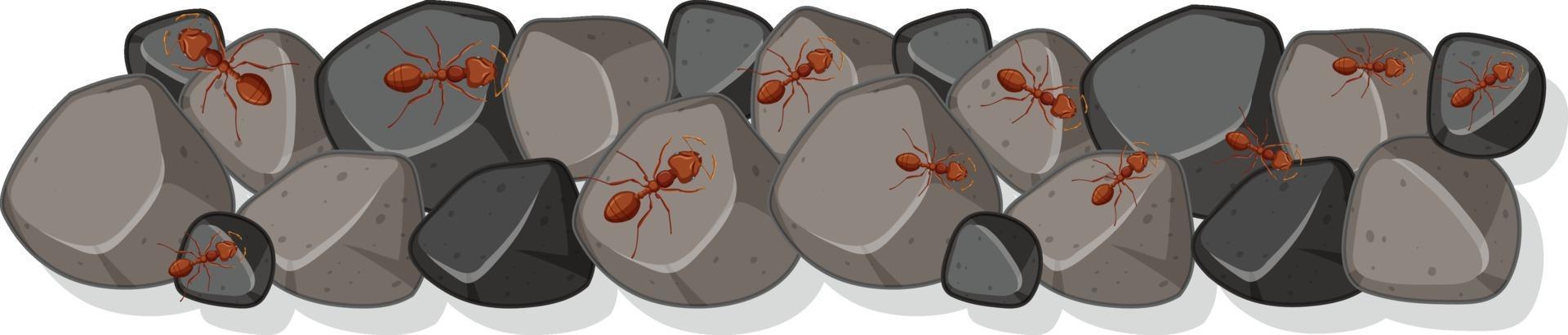 Top view of many ants on the rock vector