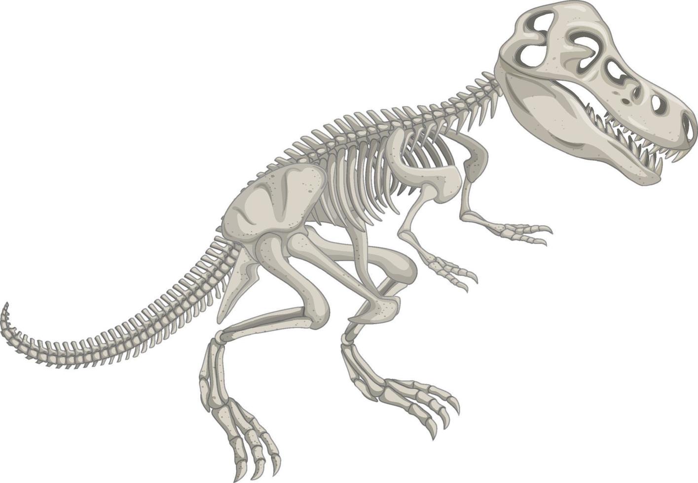 Dinosaur skeleton on white background vector