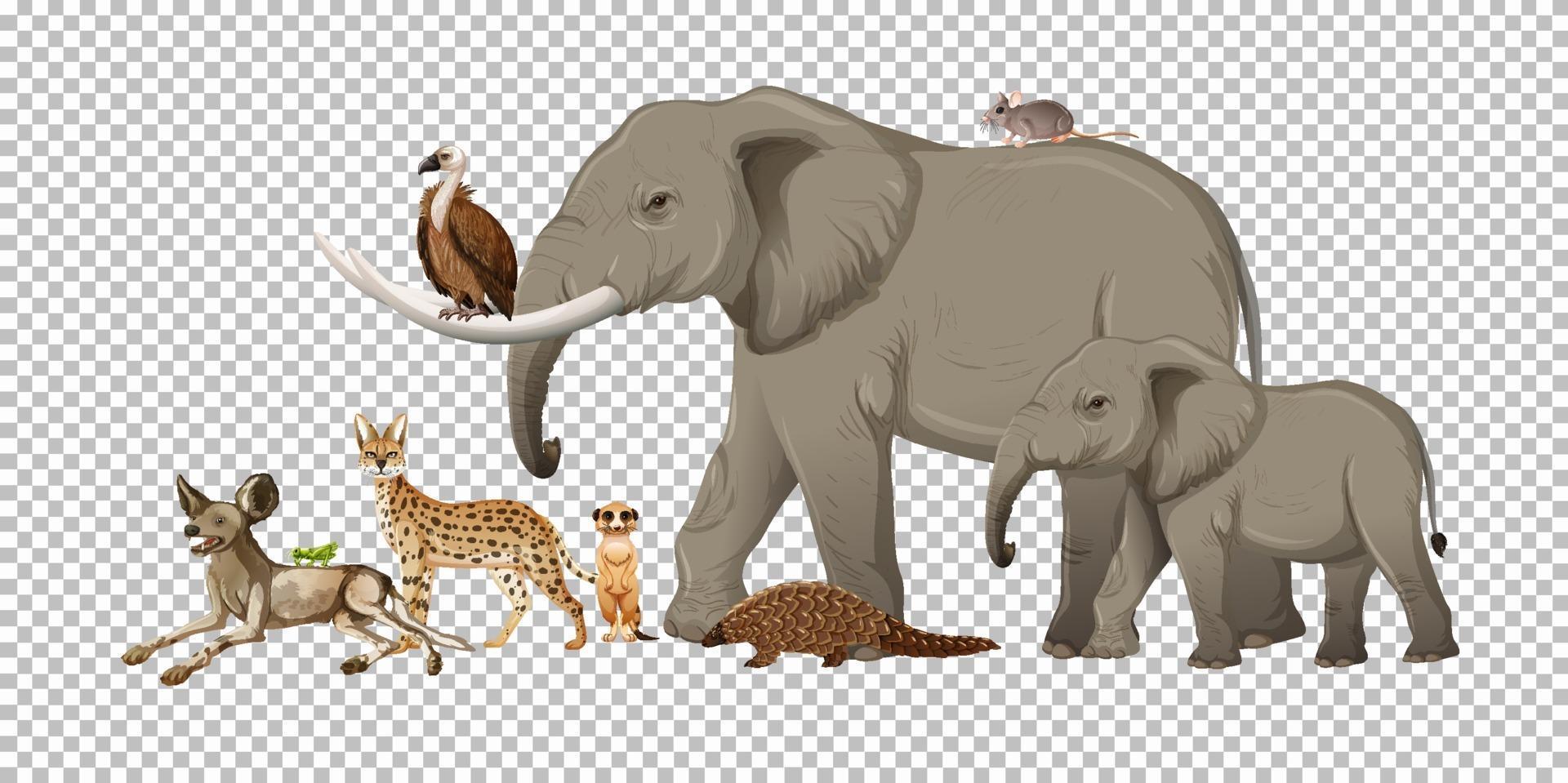 Group of wild african animal vector