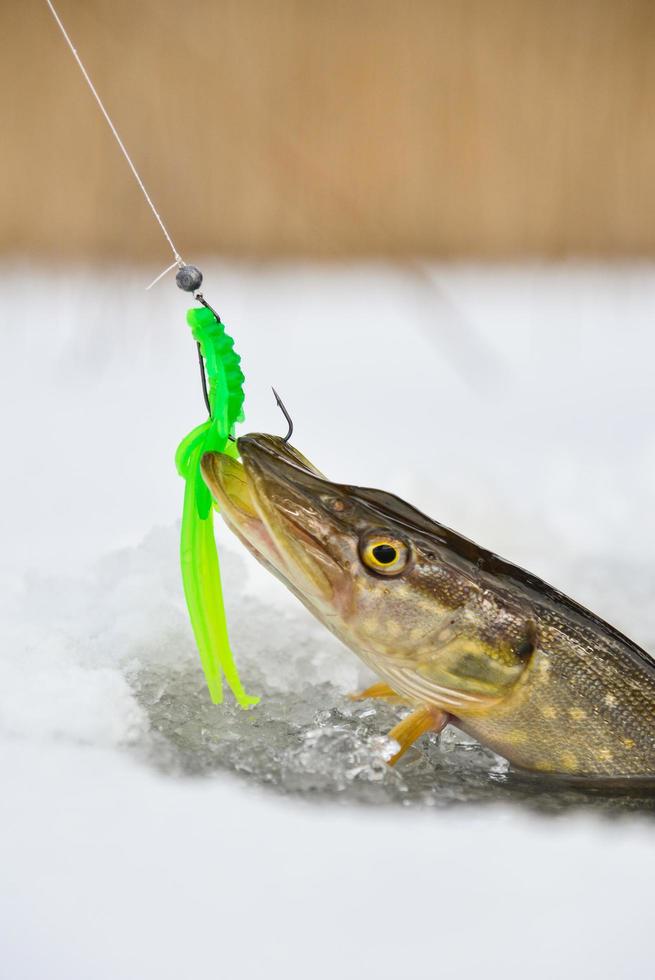 Northern Pike being pulled through the hole while ice fishing