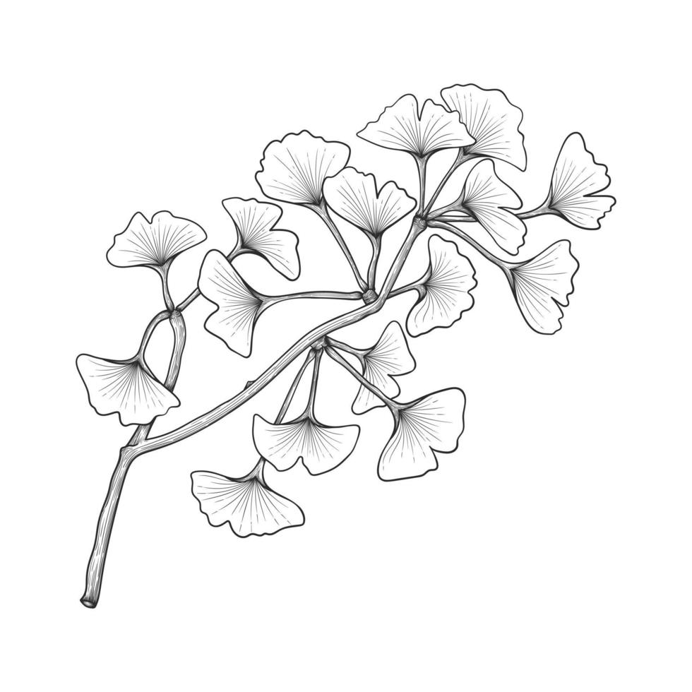 Hand drawn ginkgo leaves drawing illustration isolated on white background. vector