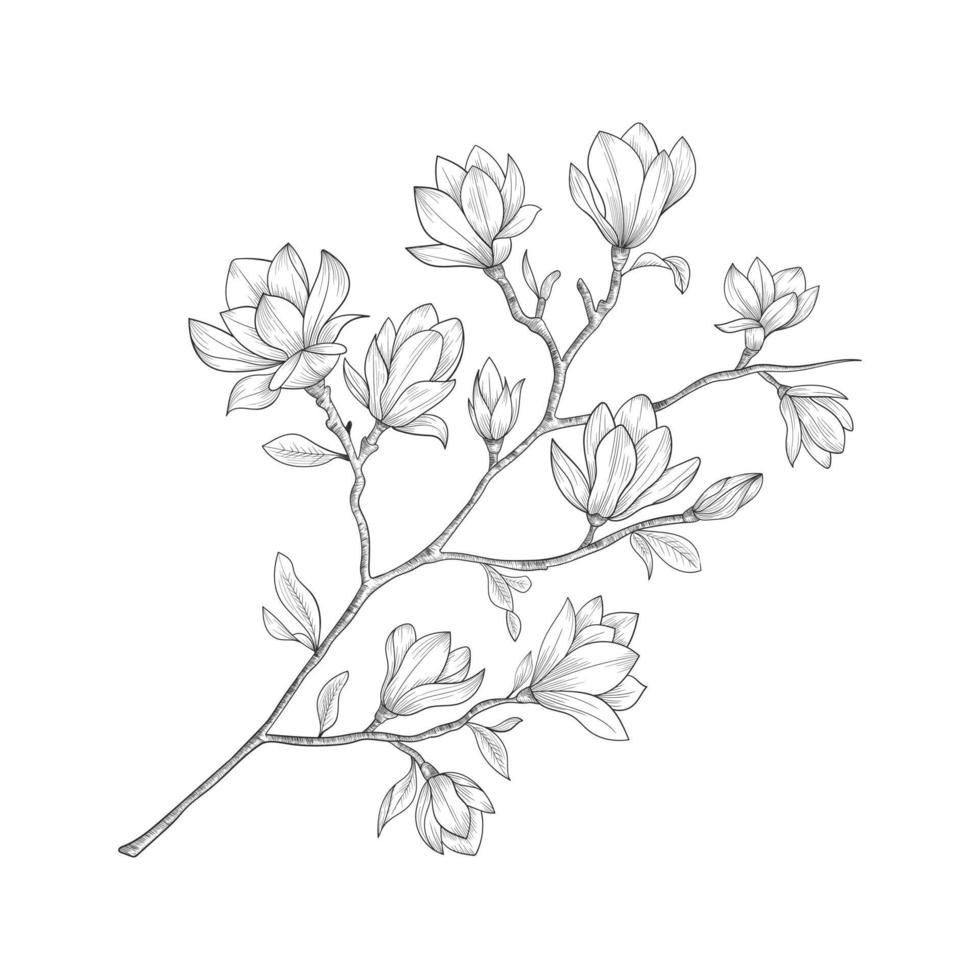 Dibujado a mano flores de magnolia y hojas de dibujo aislado sobre fondo blanco. vector