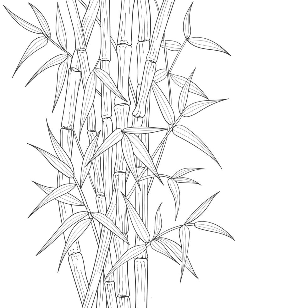 Ilustración de bambú dibujada a mano aislada sobre fondo blanco. vector