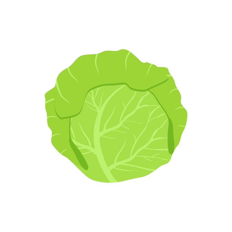 Cabbage with big bright green leaves. Vegetarian nutrition. Fresh and healthy food concept. Organic ingredient for salad. Cartoon flat vector icon design illustration