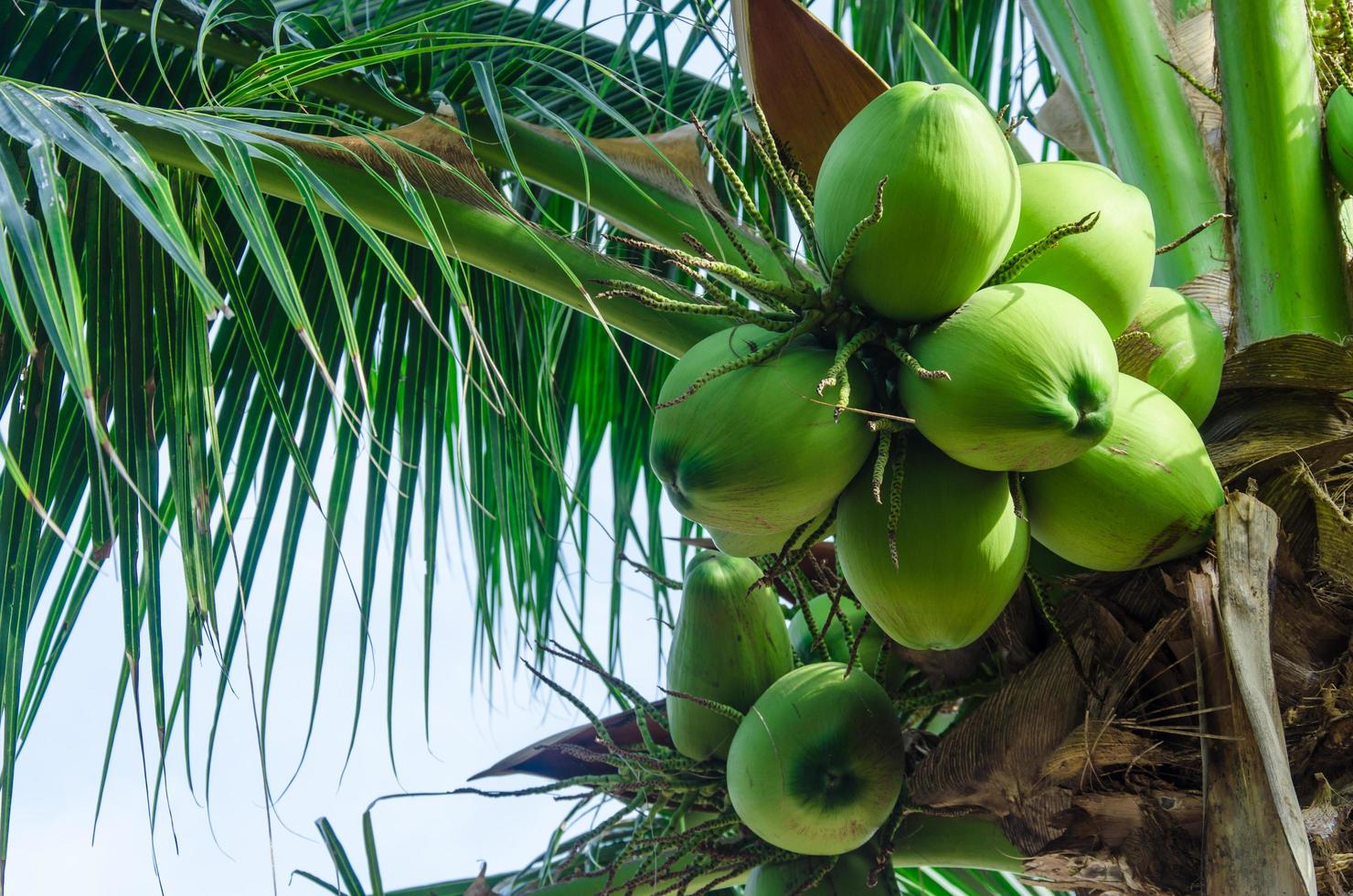 fruta del árbol de coco foto